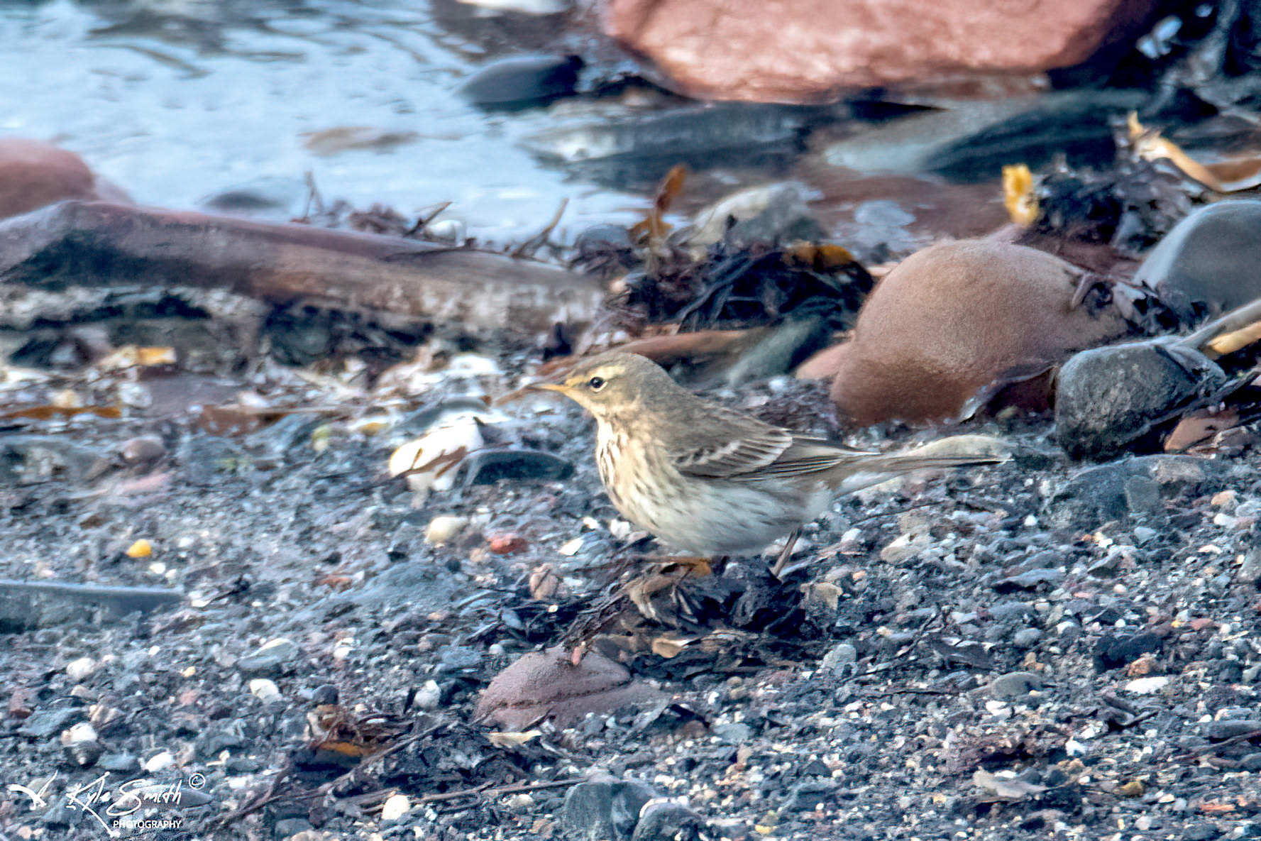 Water pipit