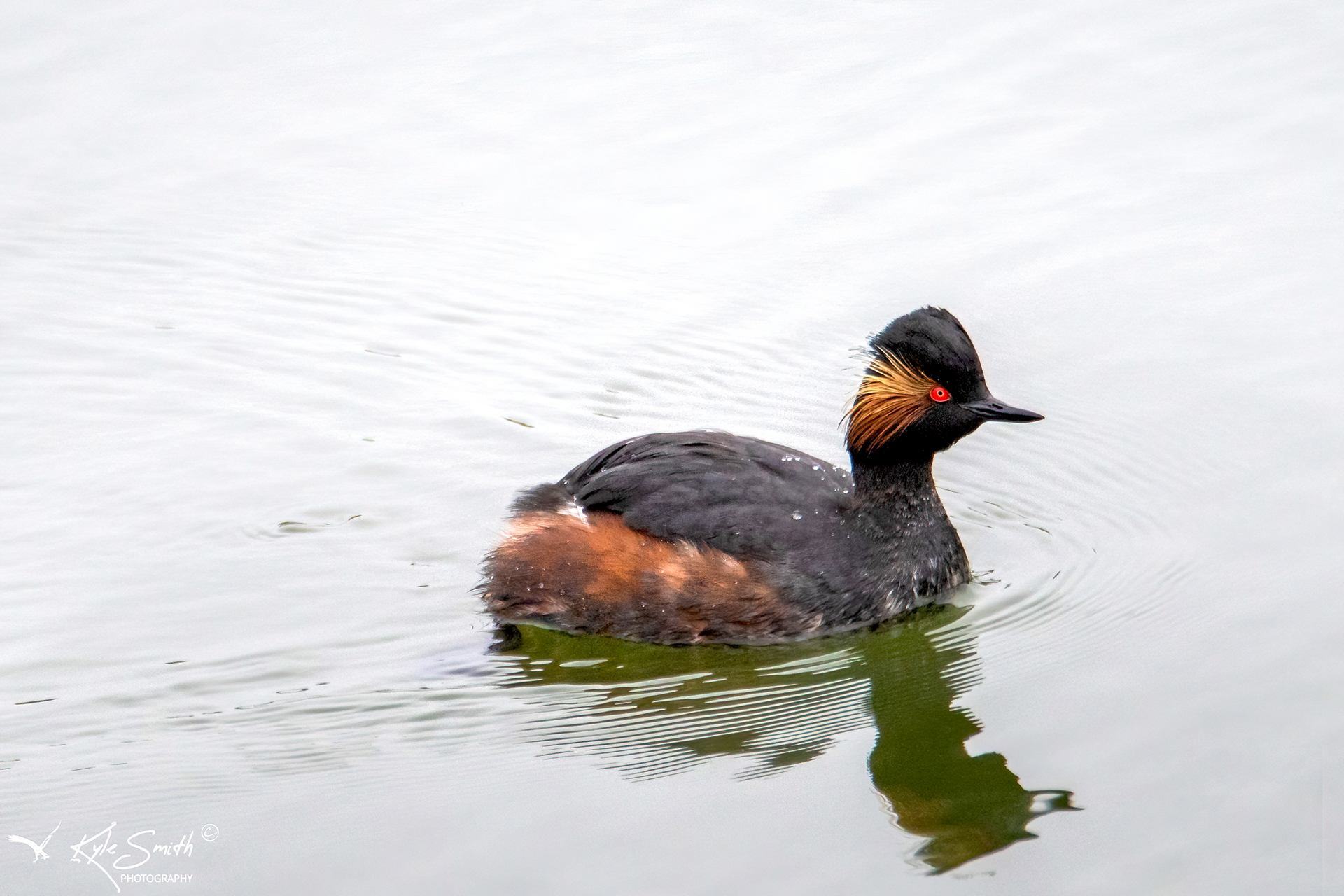 Black-necked grebe