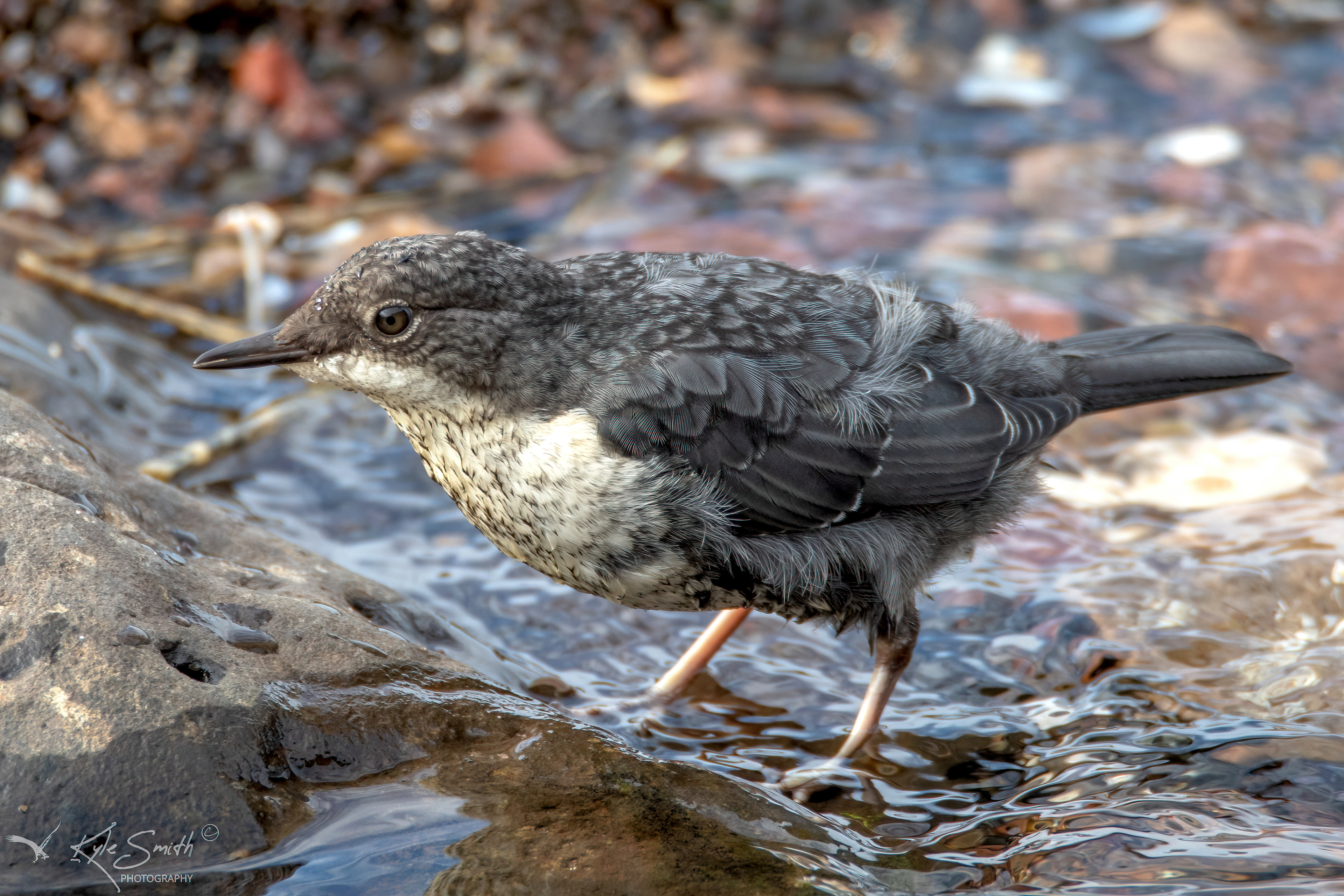 Dipper