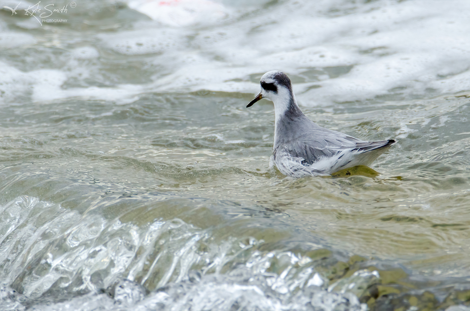 Grey phalarope