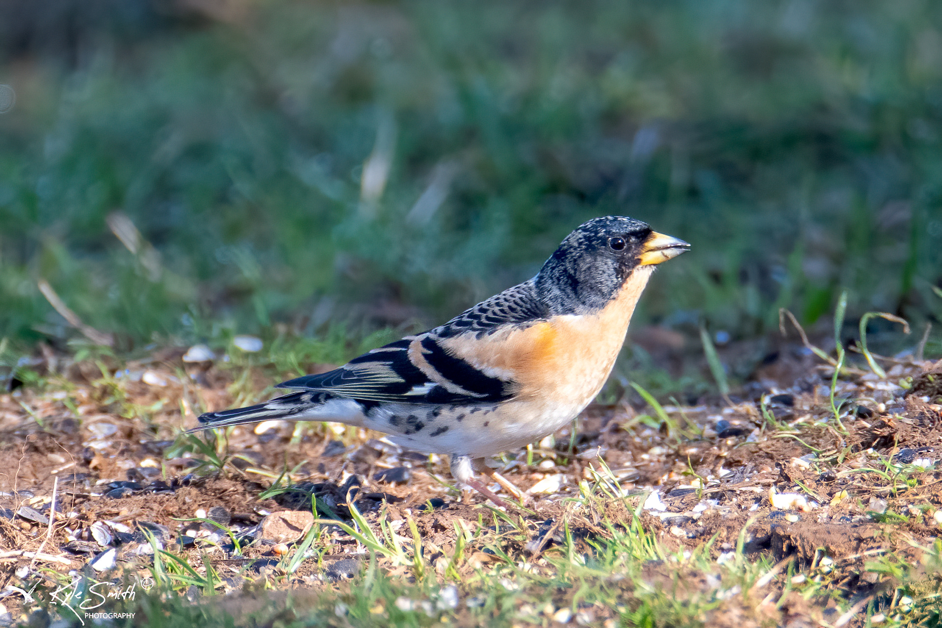 Brambling