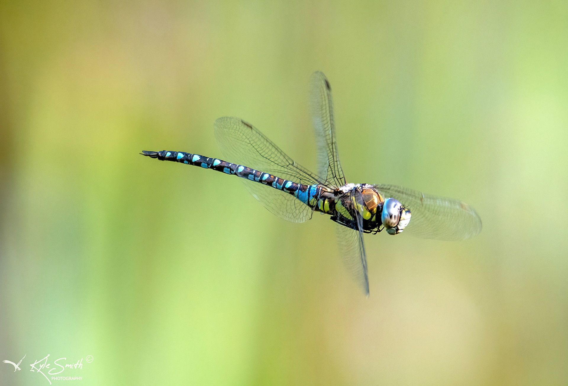 Migrant hawker