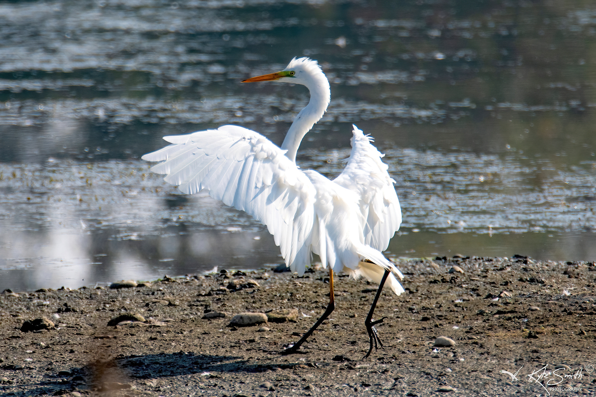 Great white egret