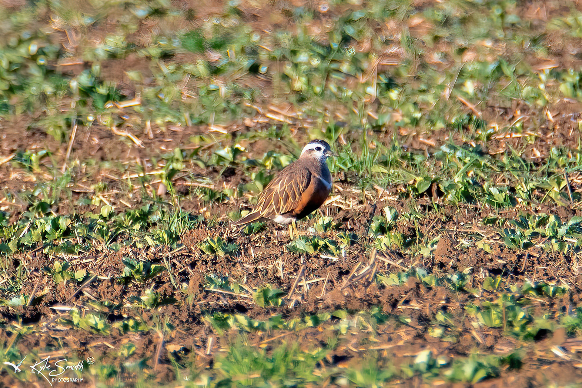 Dotterel
