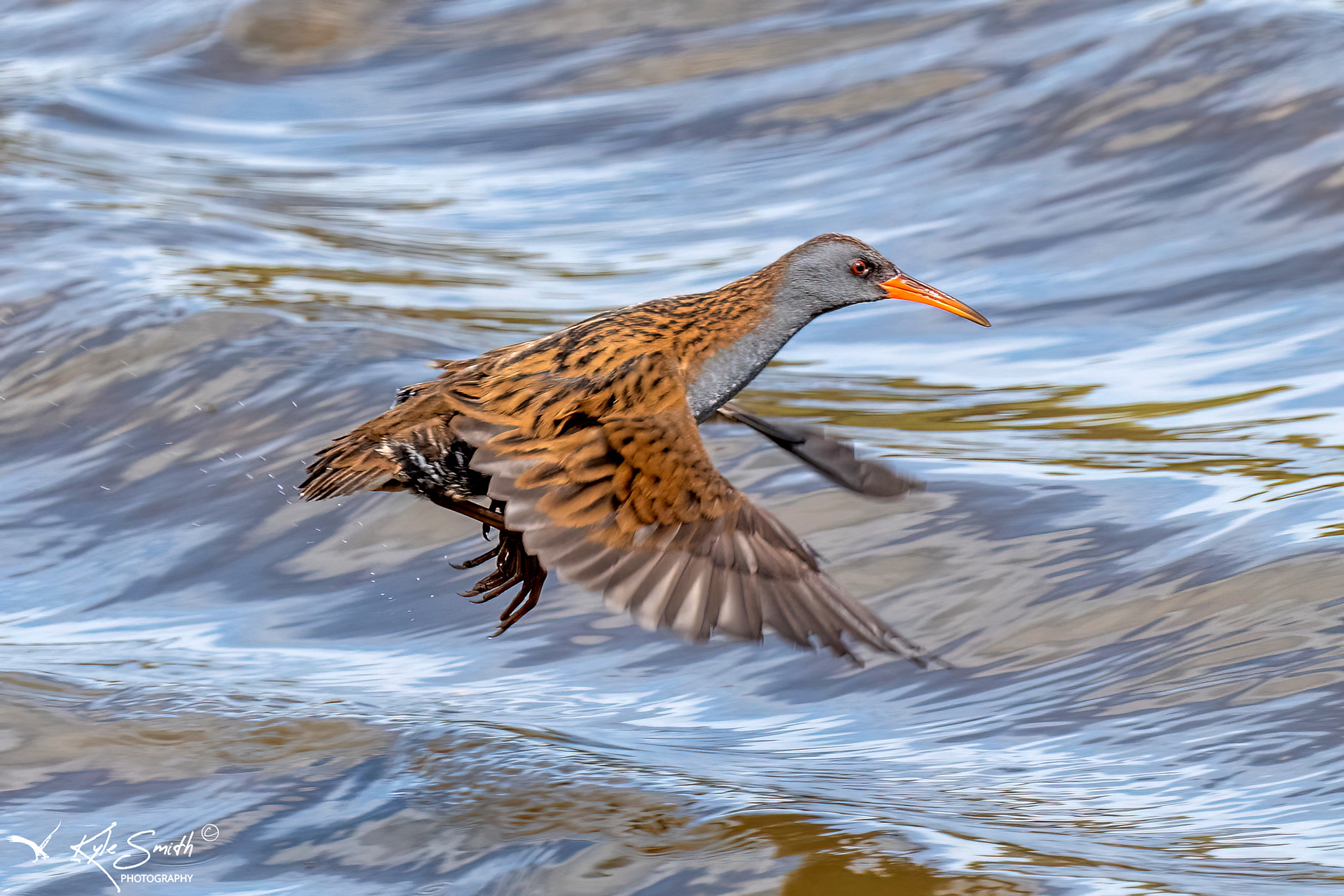 Water rail