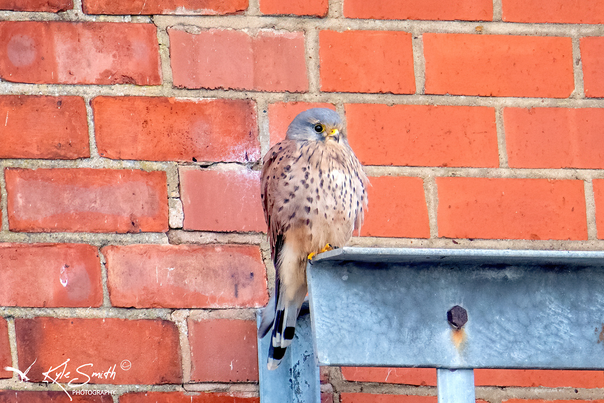 Kestrel