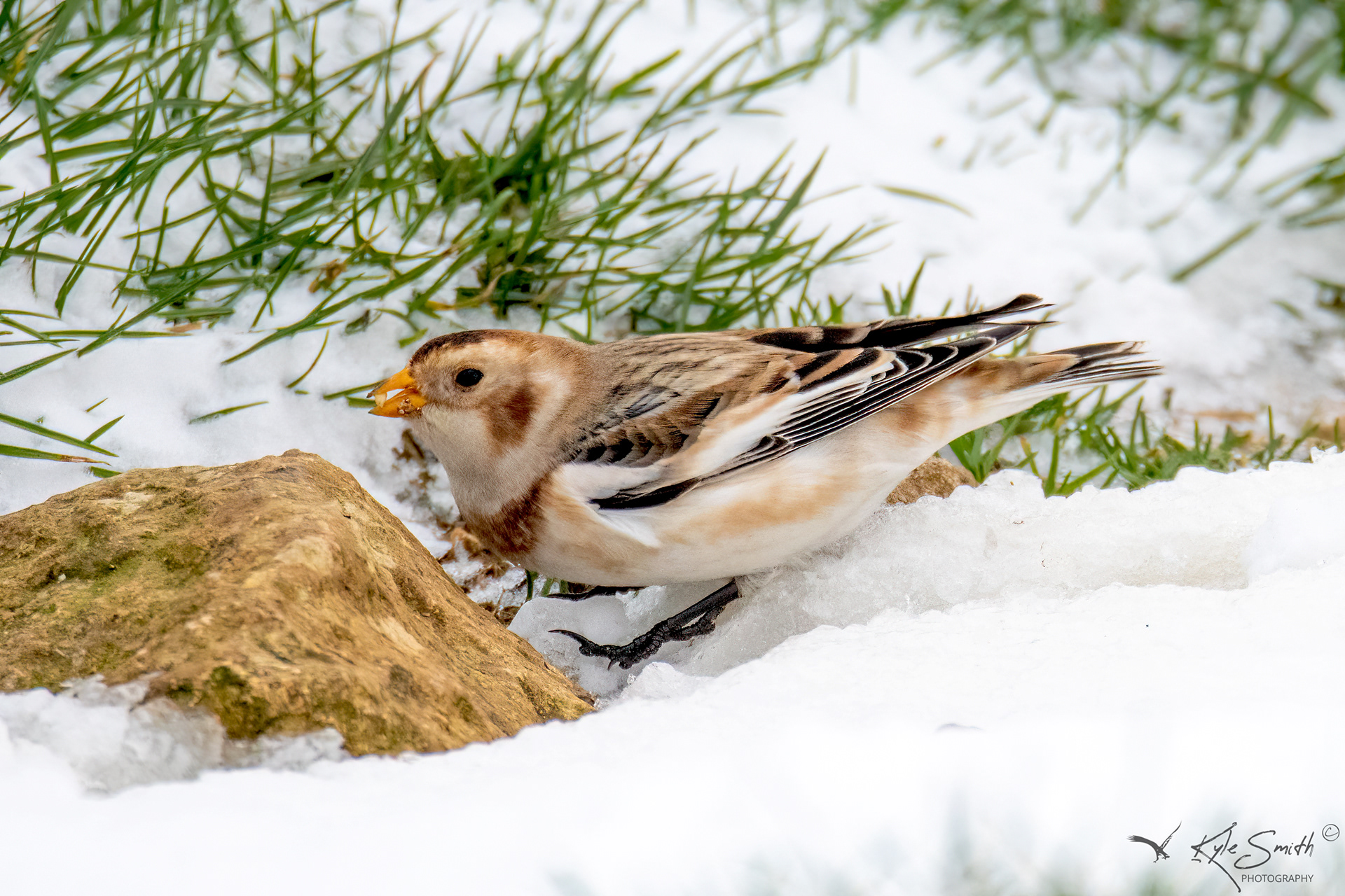 Snow bunting