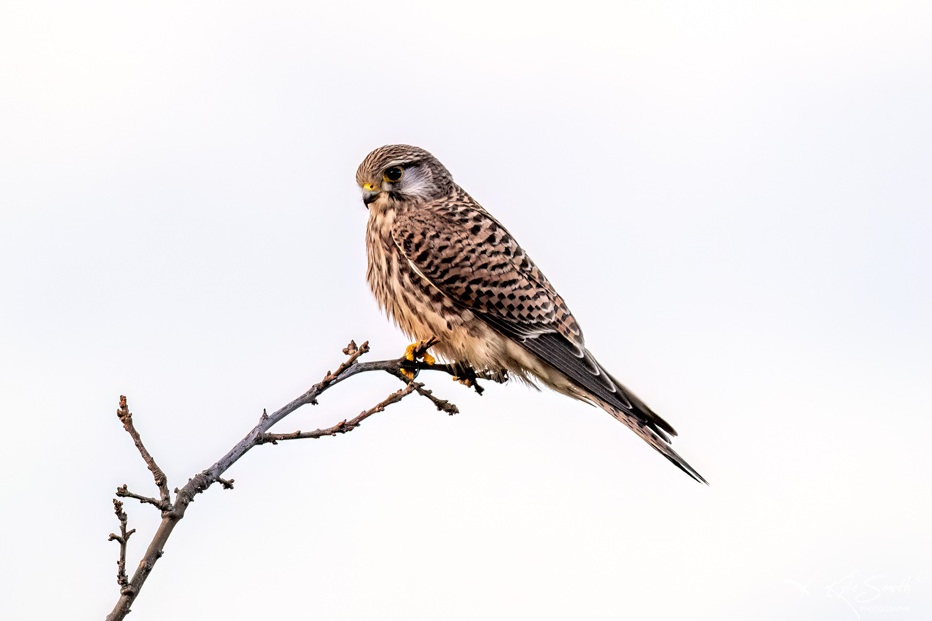 Kestrel