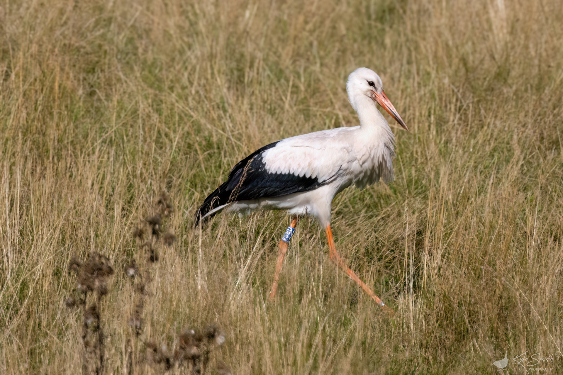 White stork