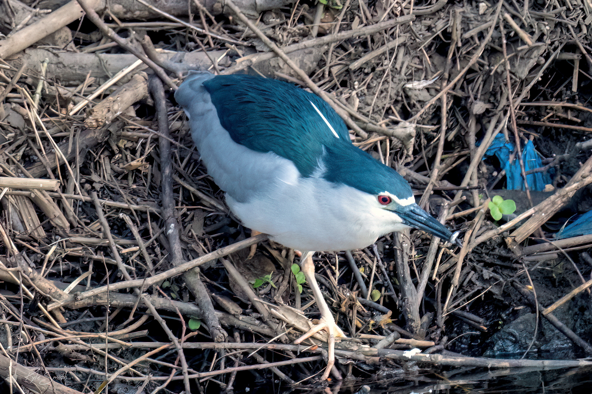 (Black-crowned) Night heron