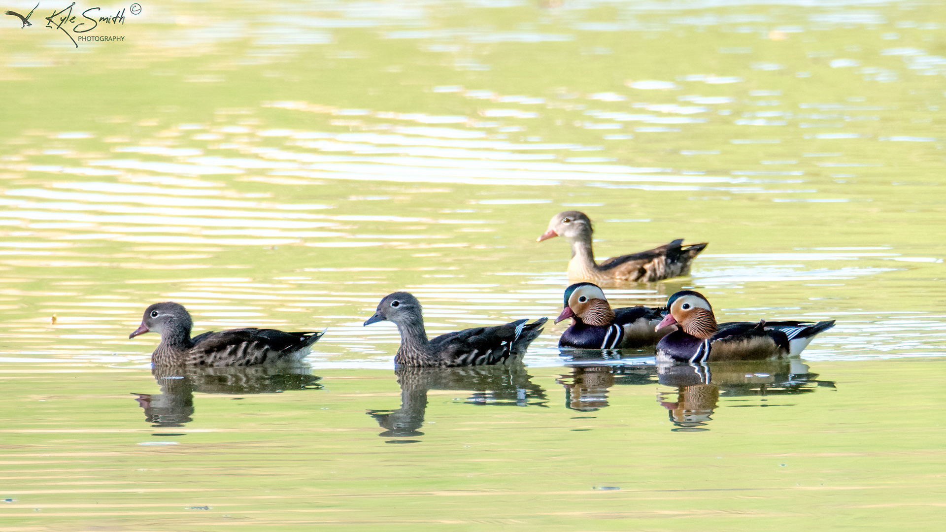 Mandarin duck