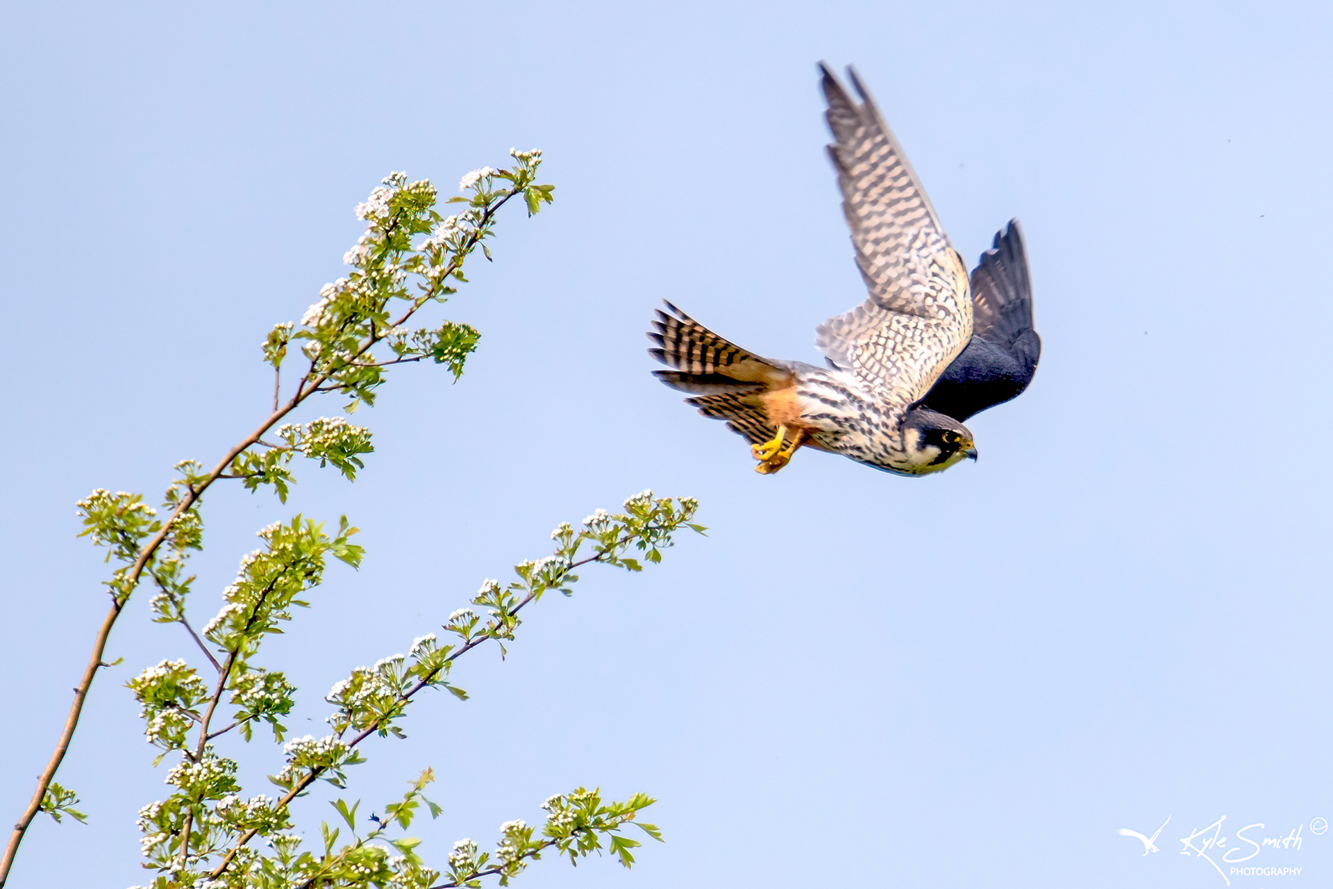 Hobby