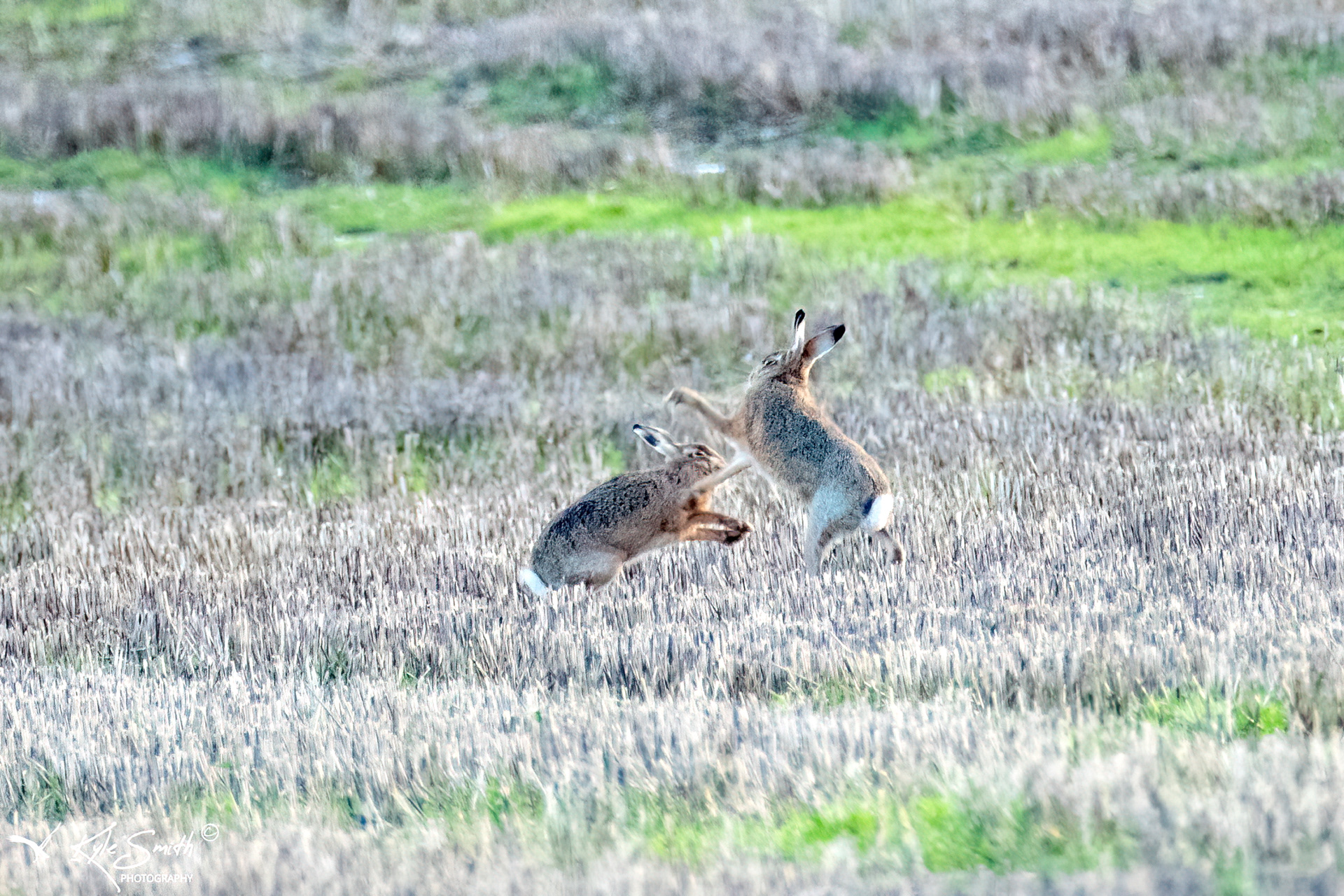 Brown hare