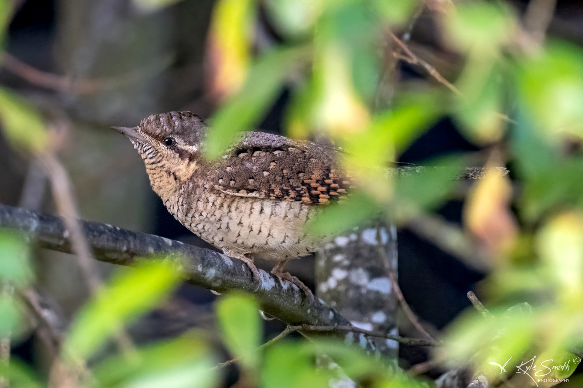 Wryneck