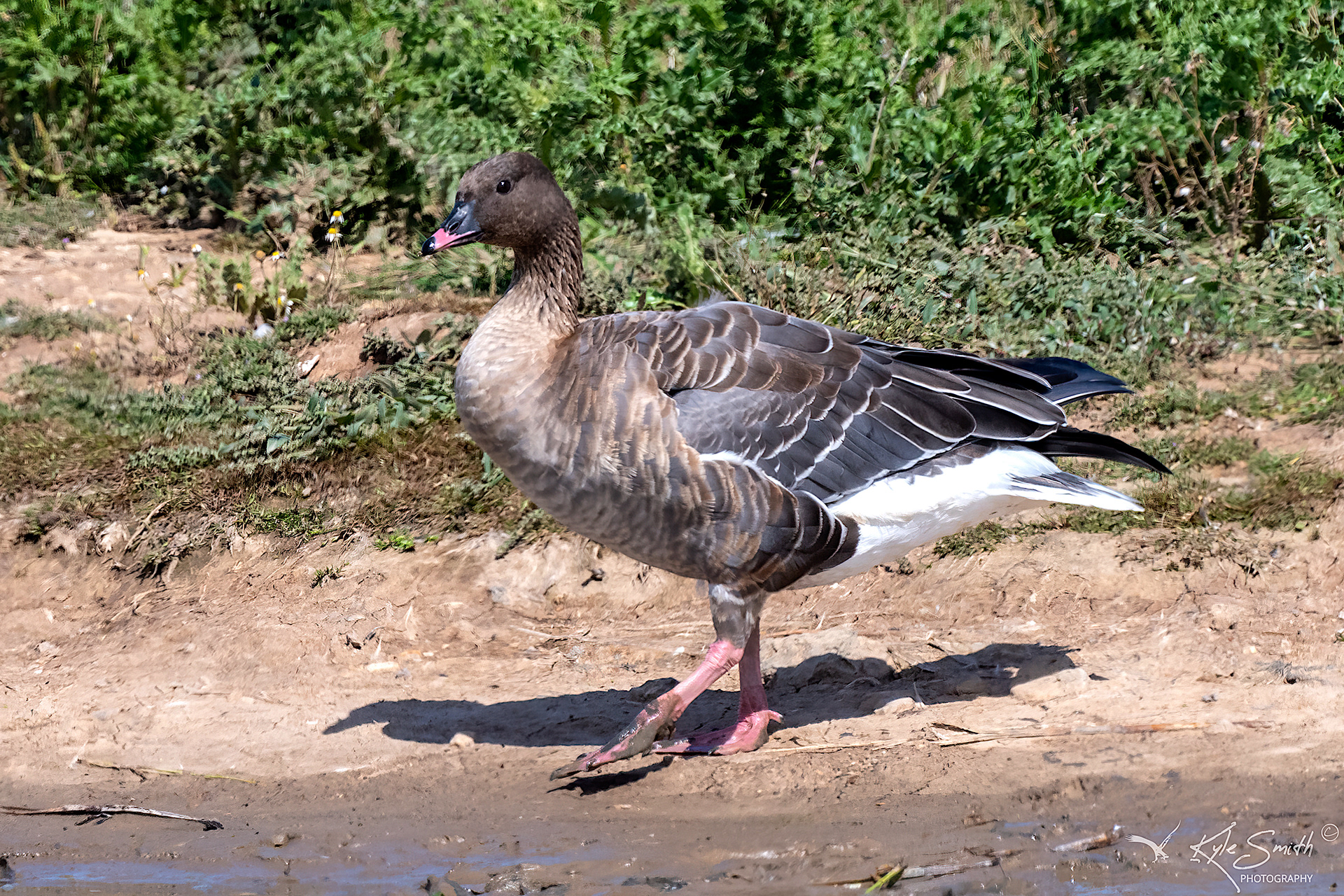 Pink-footed goose