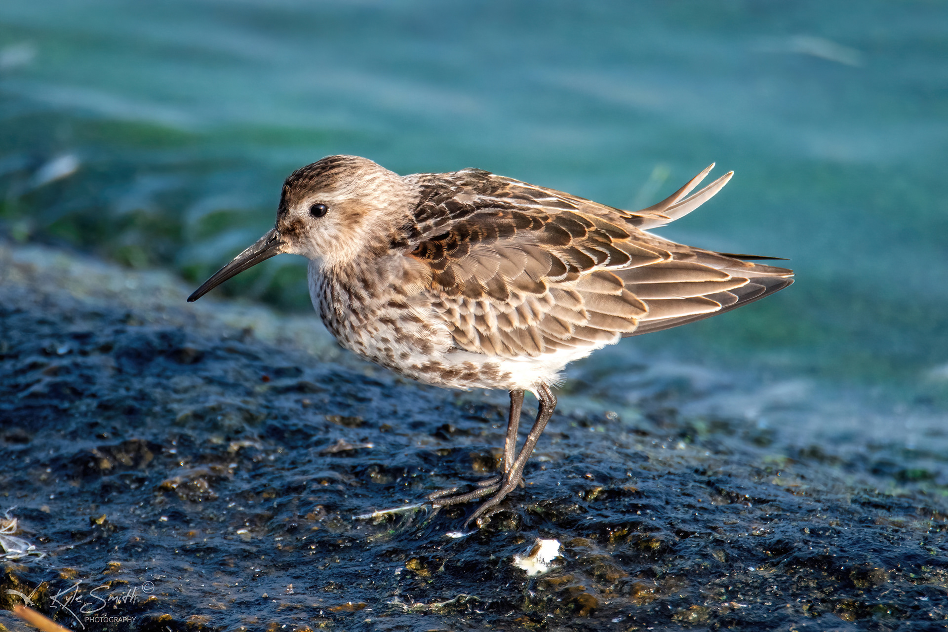 Dunlin