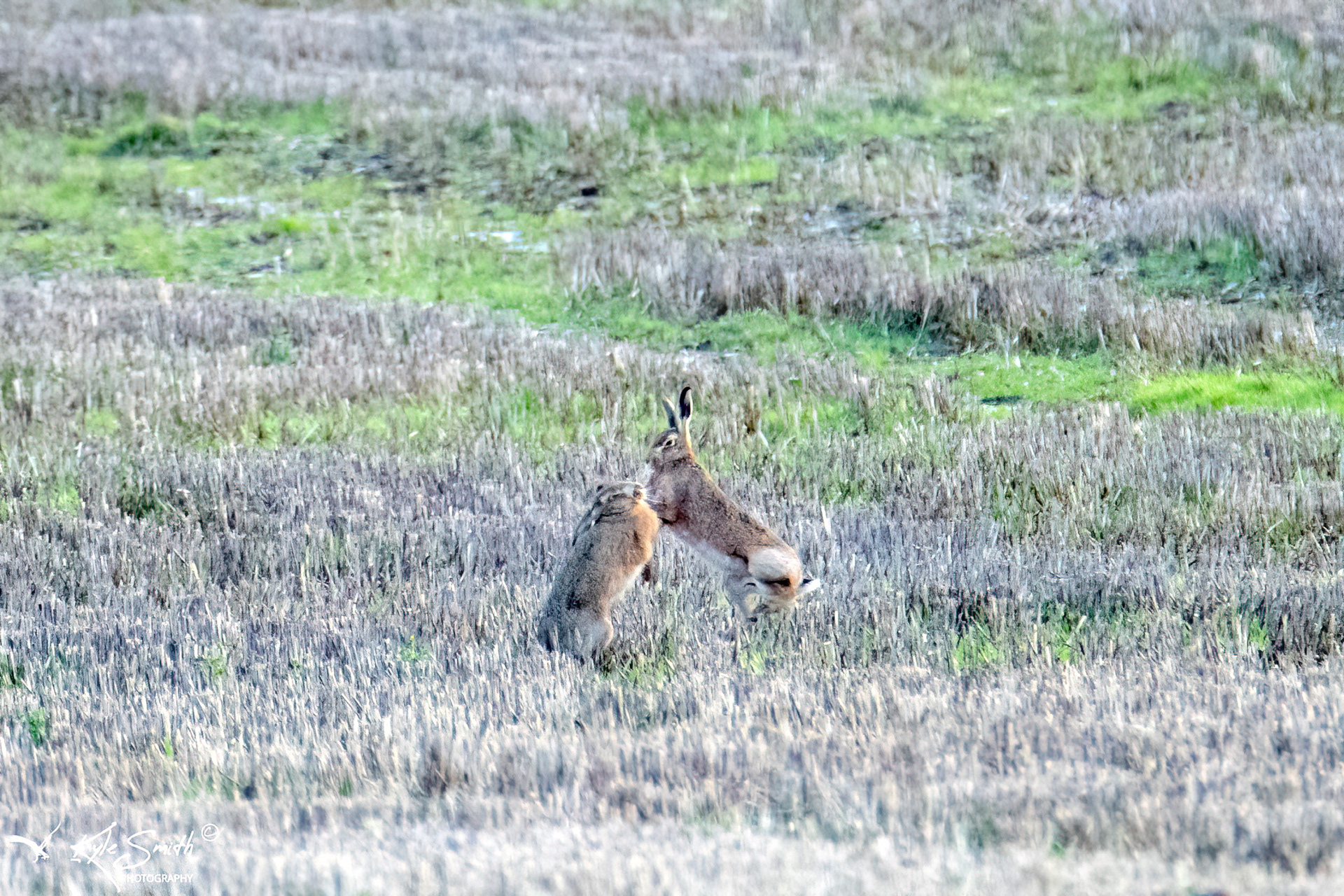 Brown hare