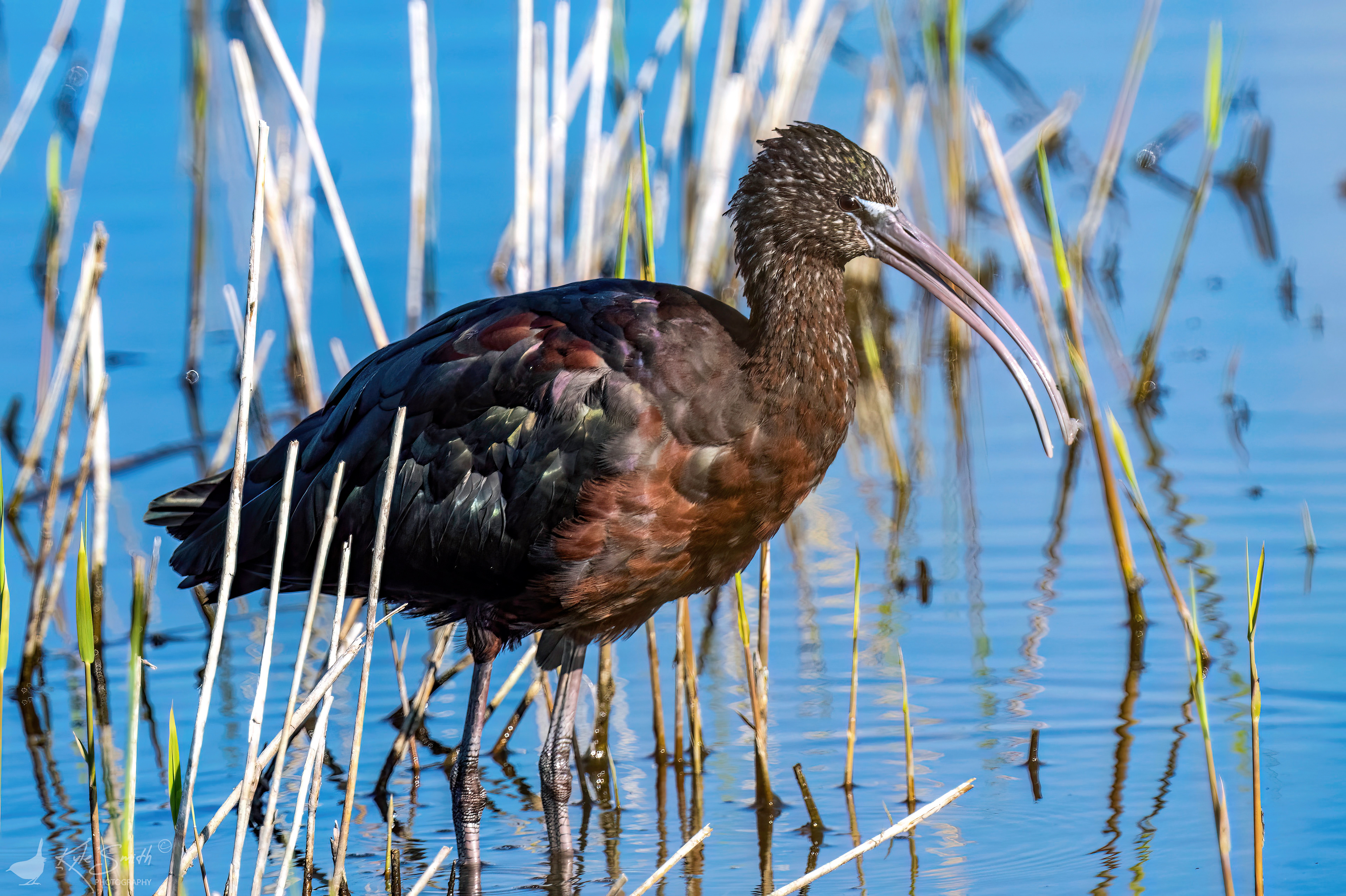 Glossy ibis