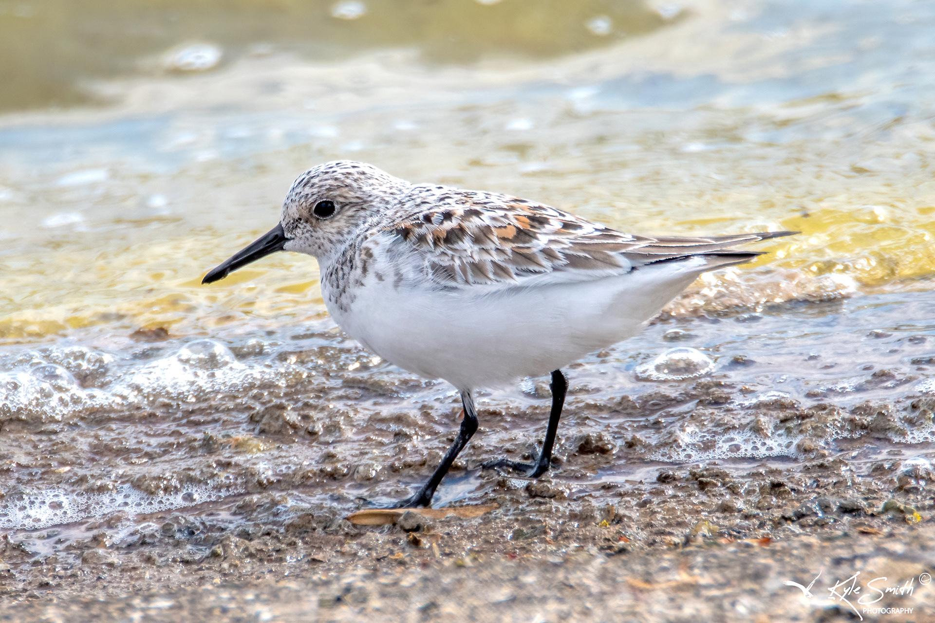 Sanderling