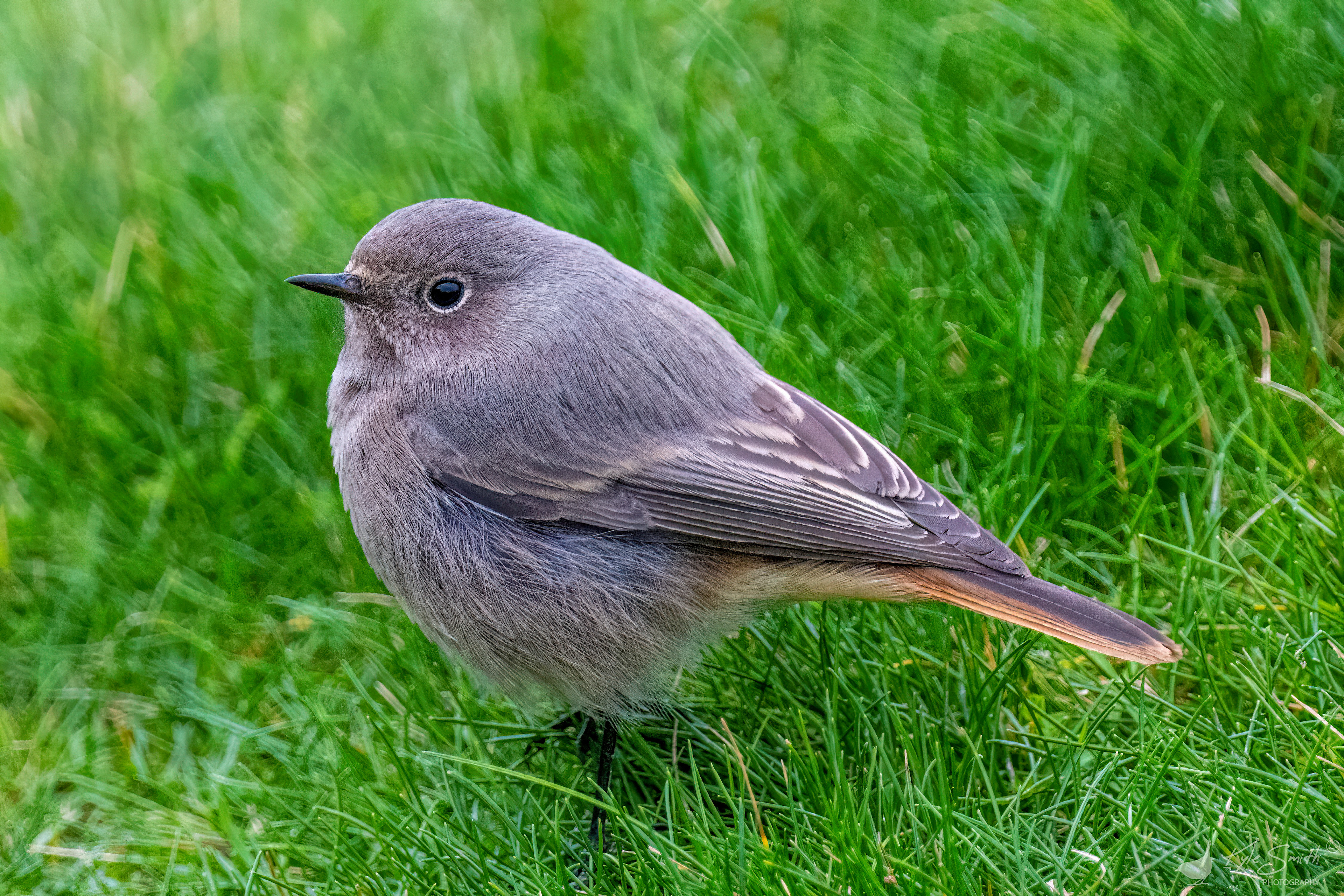 Black redstart