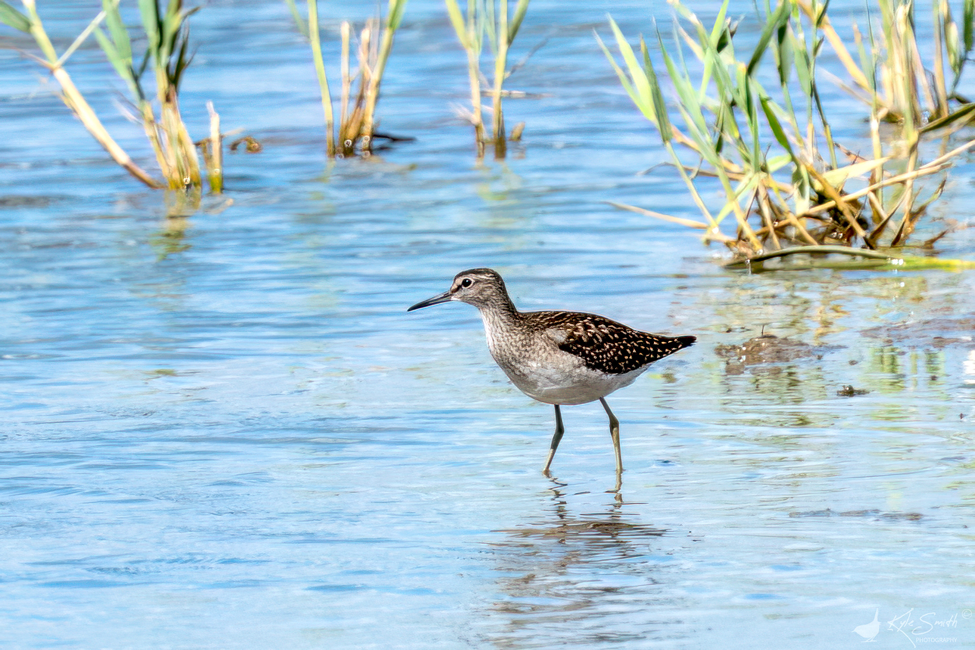 Wood sandpiper