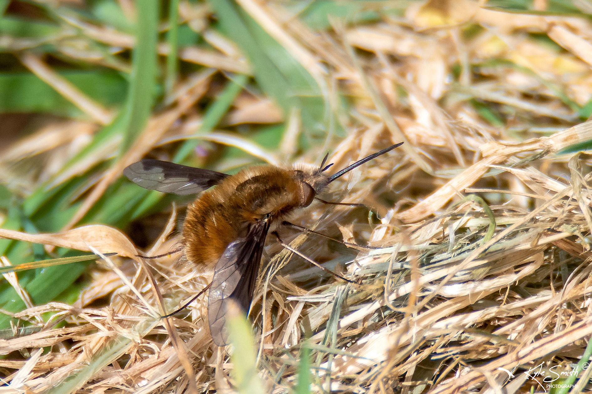 Dark-edged bee-fly