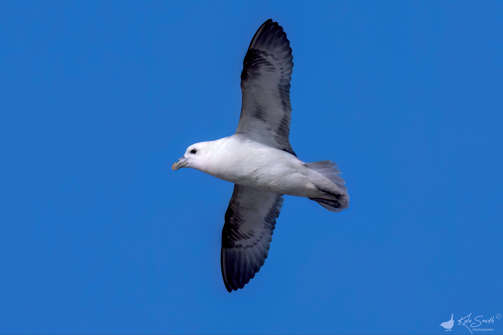 Fulmar