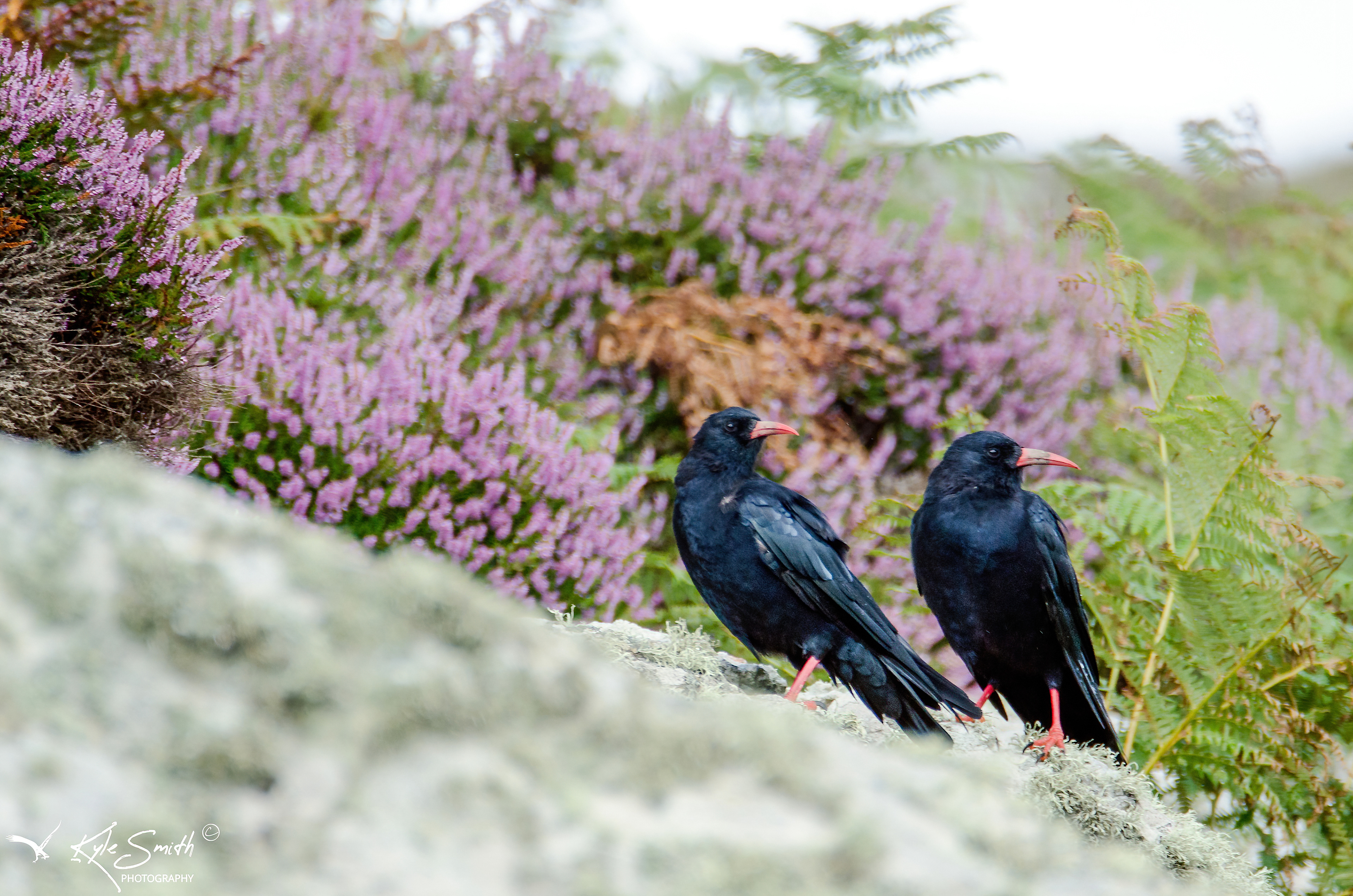 Chough