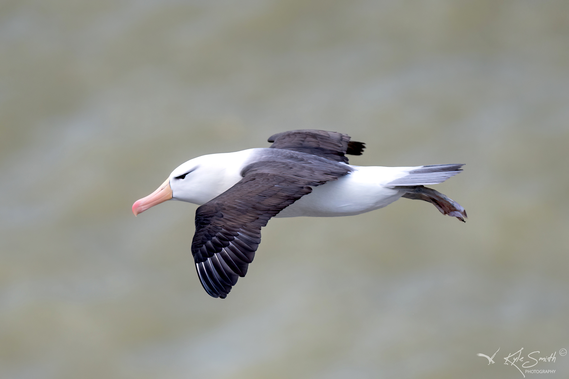 Black-browed albatross