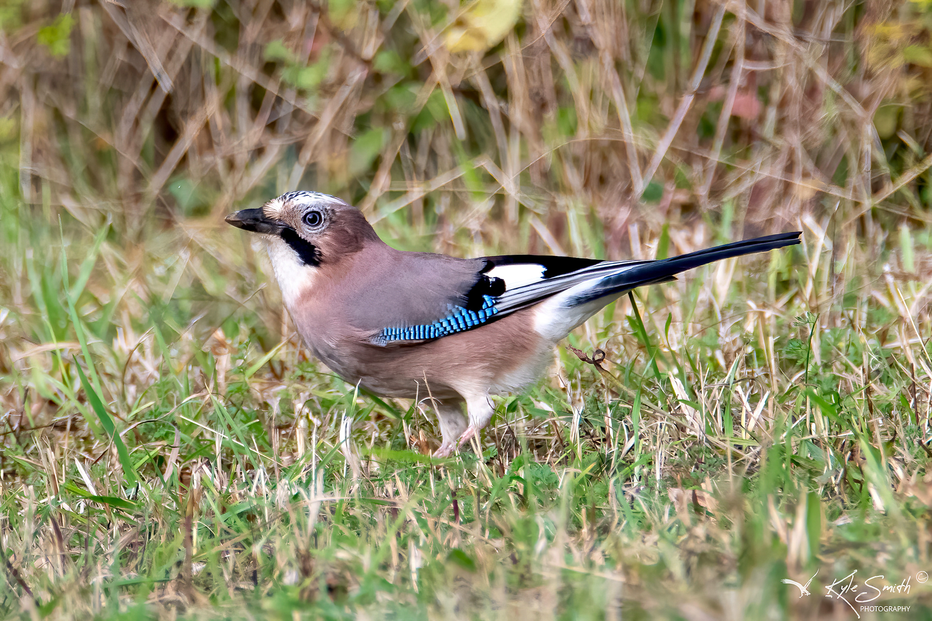 Jay
