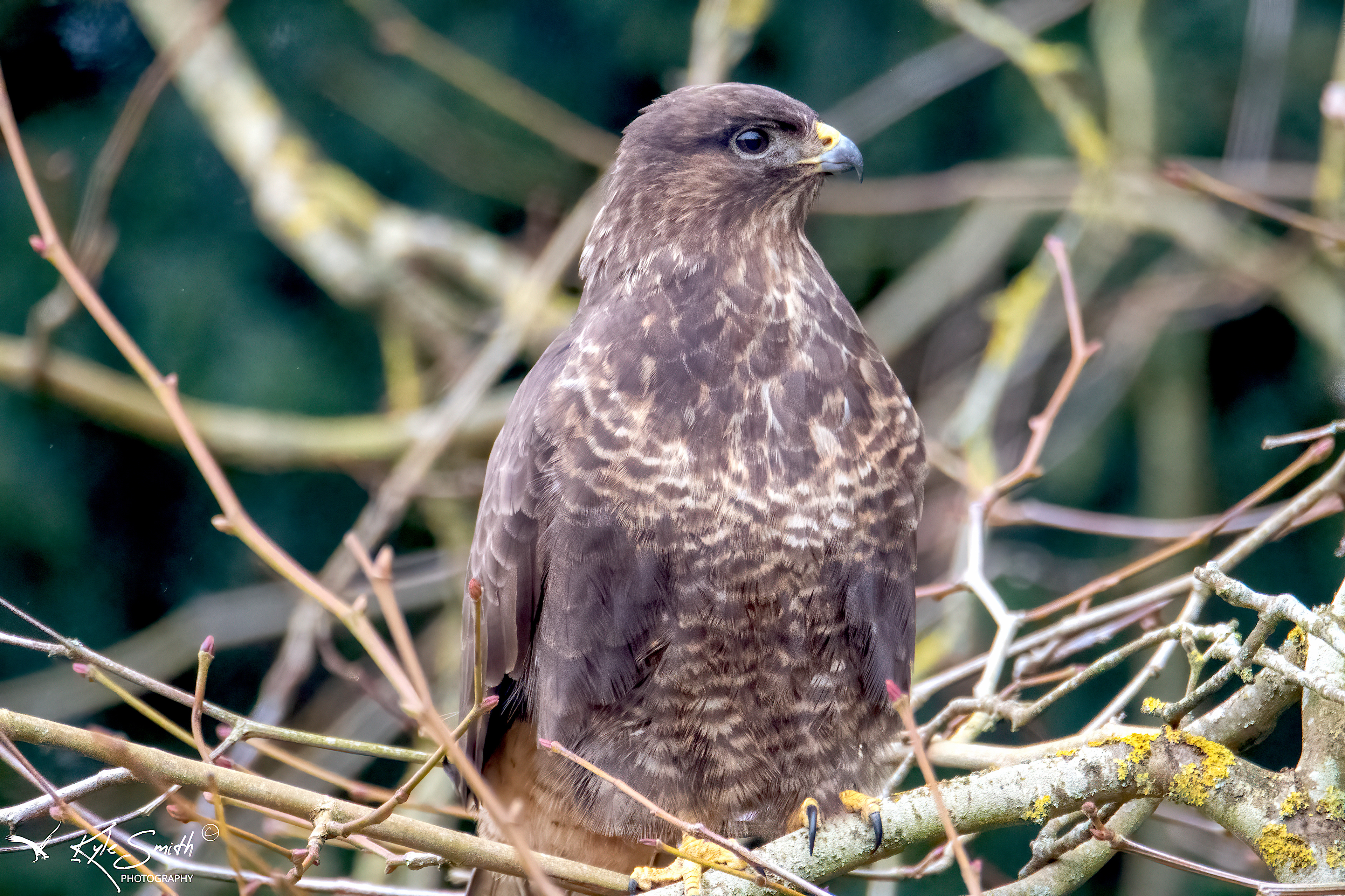 Buzzard