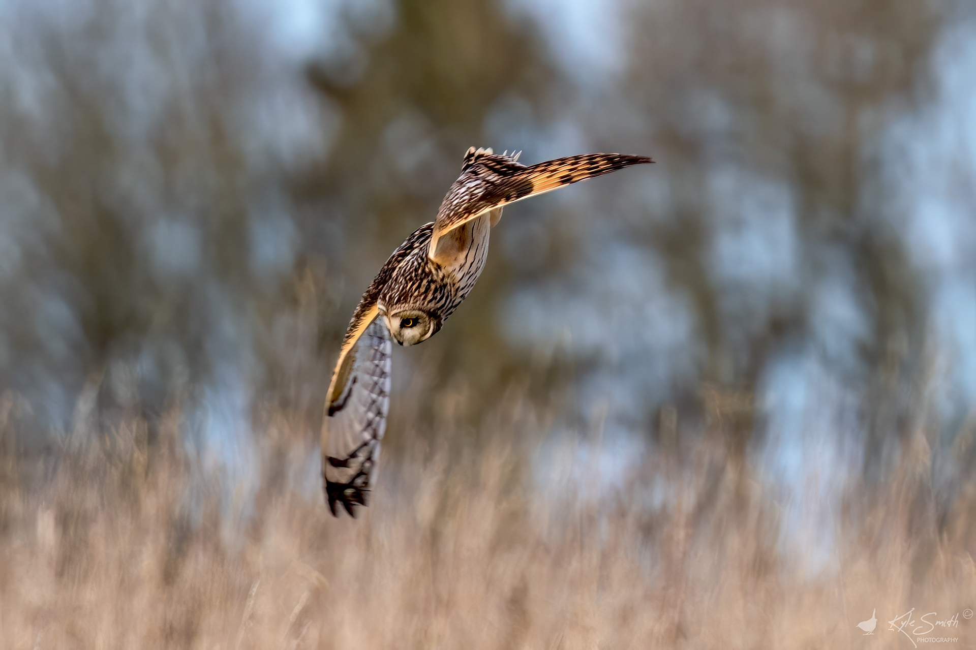 Short eared owl