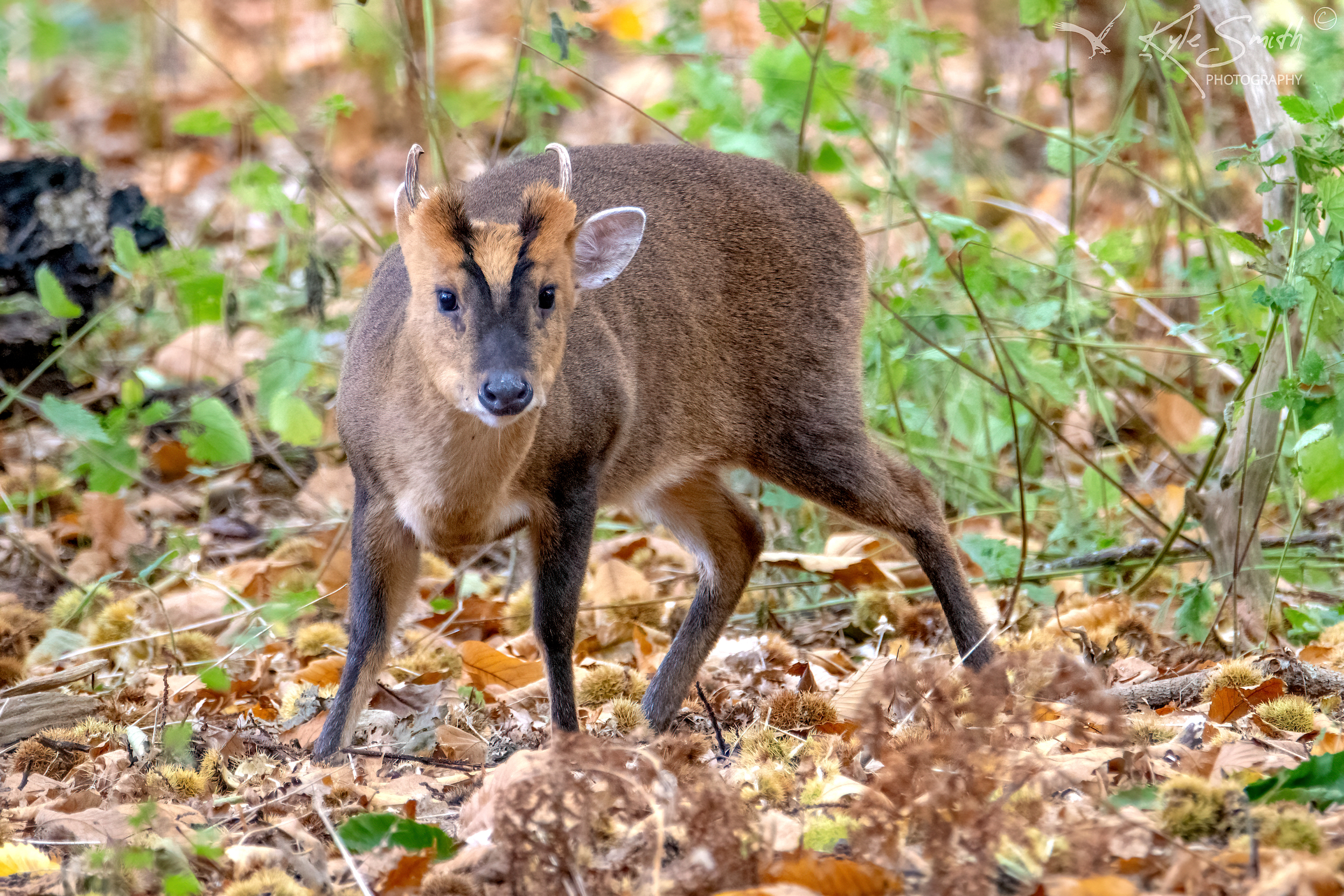 Muntjac deer