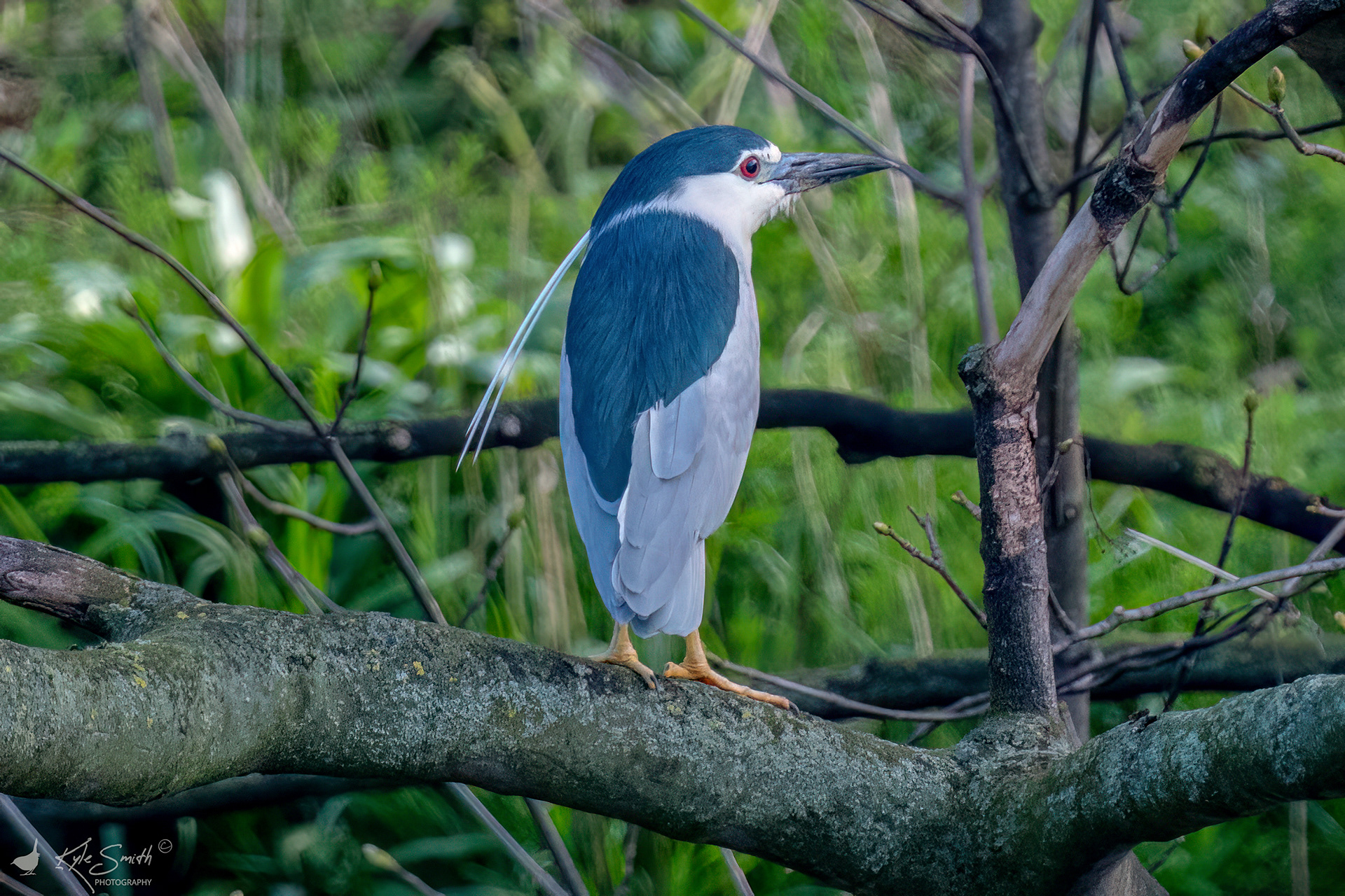 (Black-crowned) Night heron