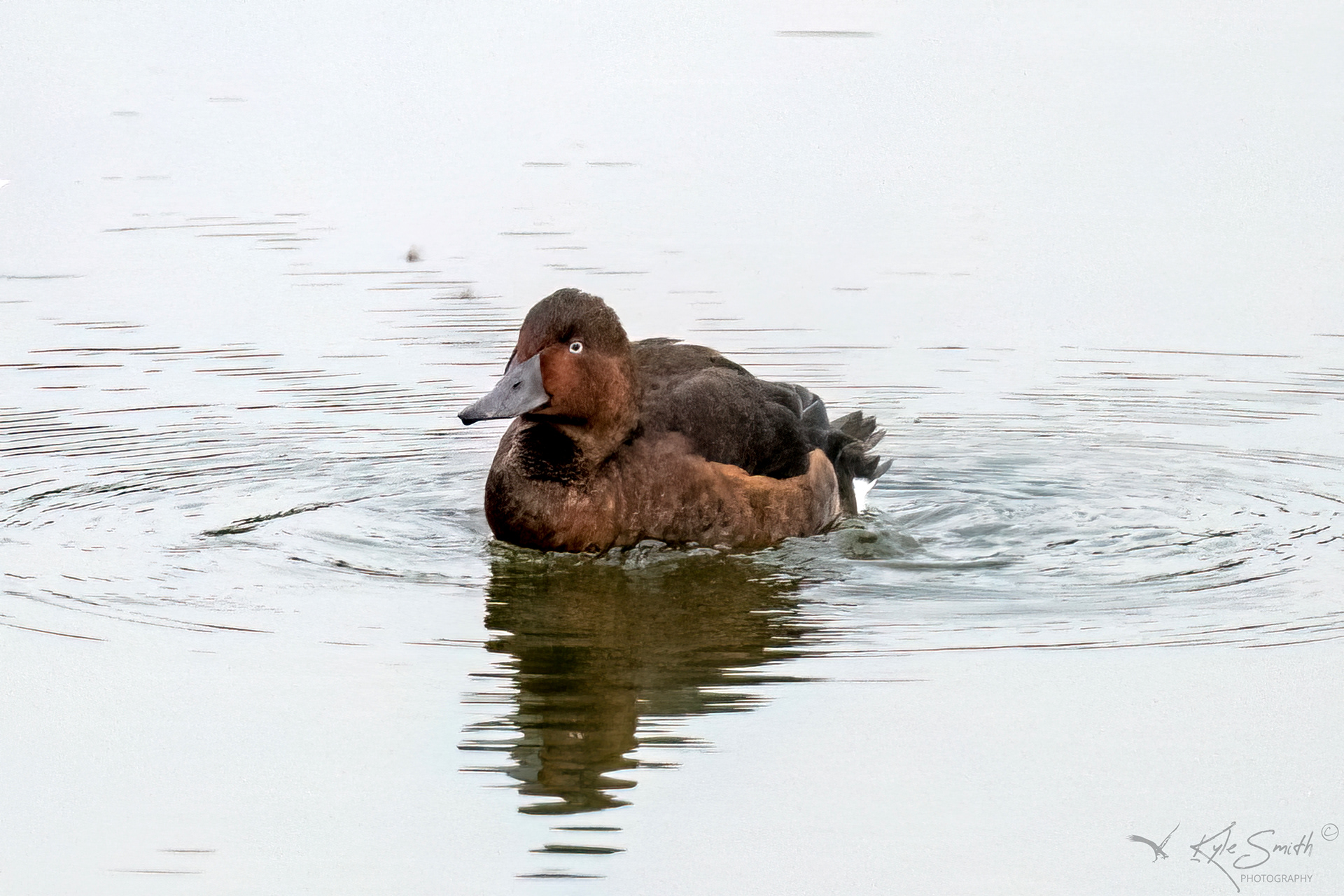 Ferruginous duck