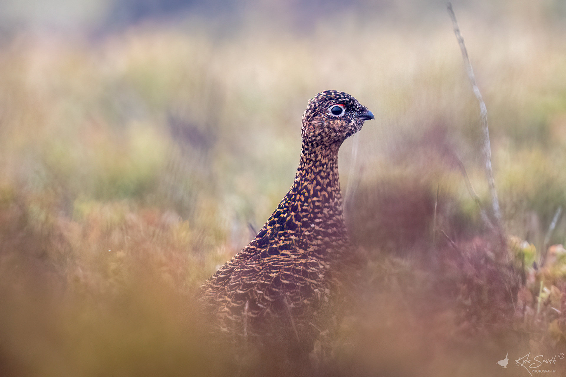 Red grouse