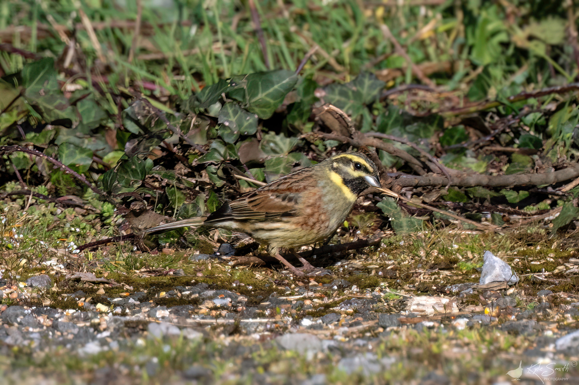 Cirl bunting