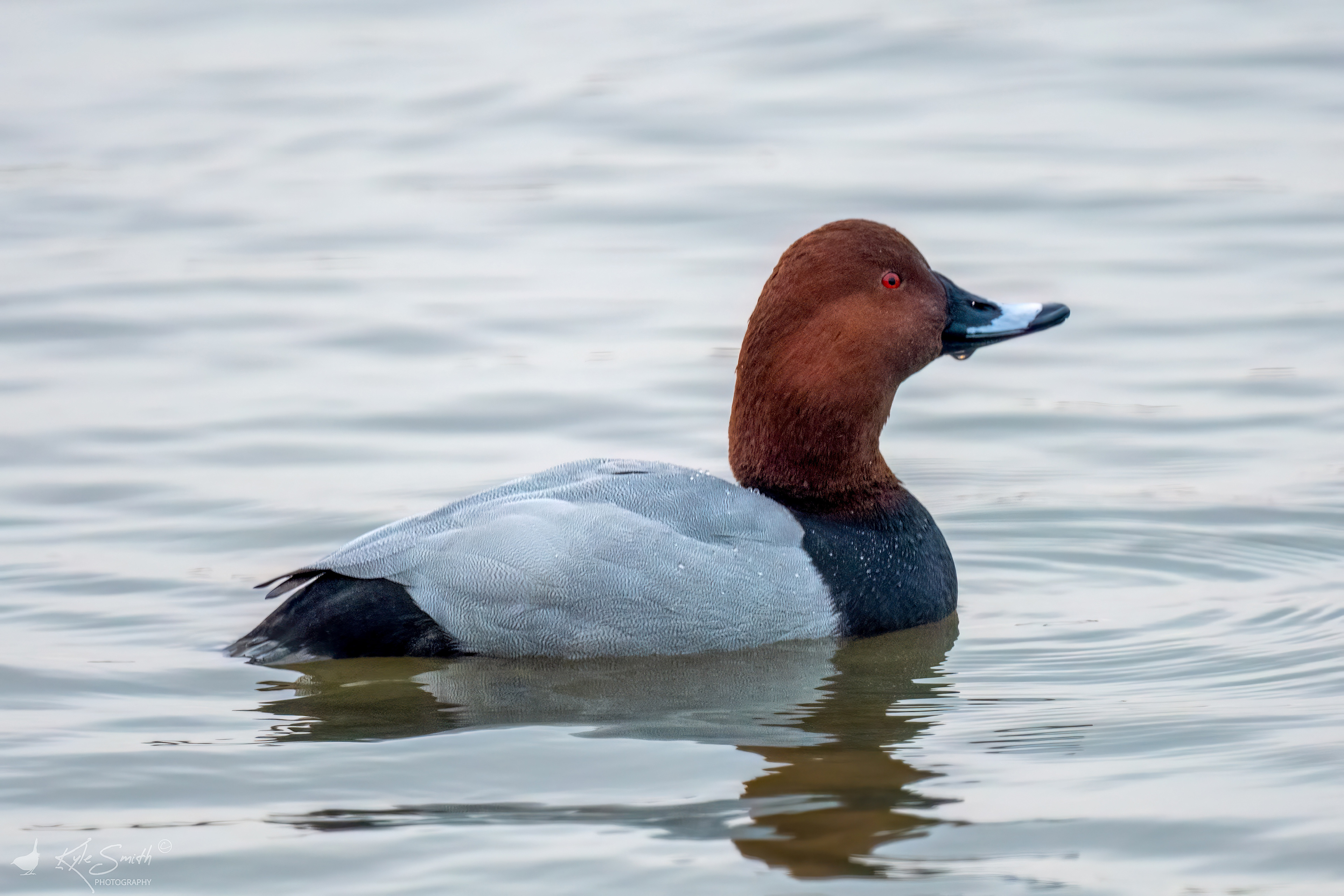 Pochard