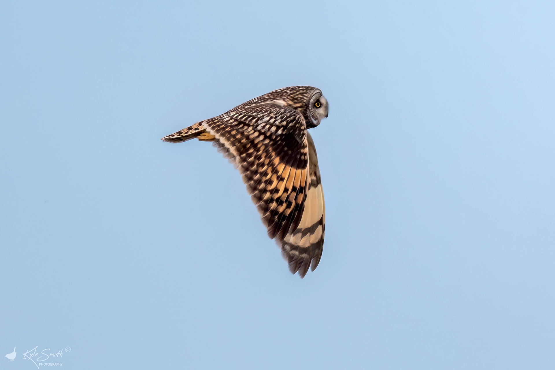 Short eared owl