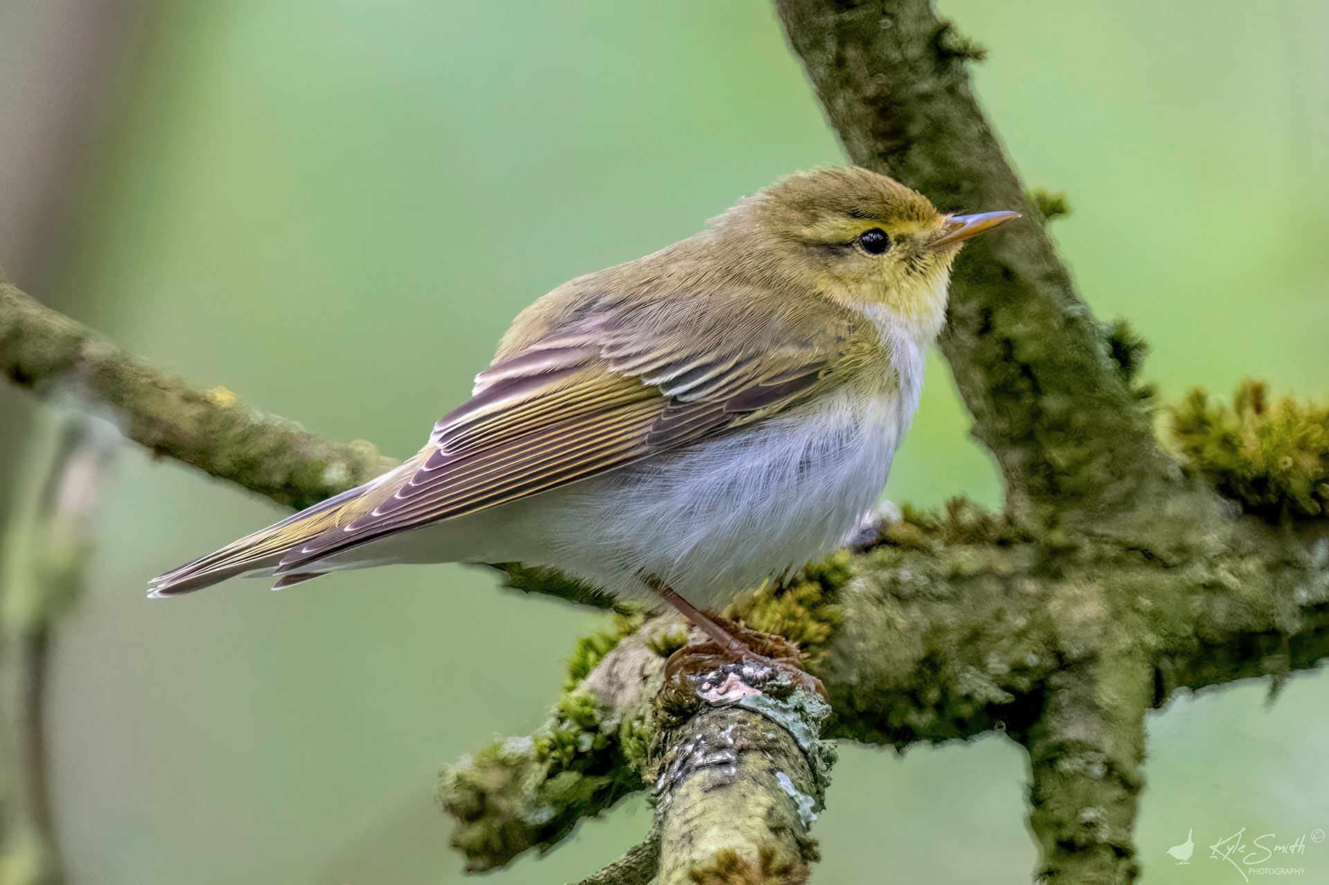 Wood warbler