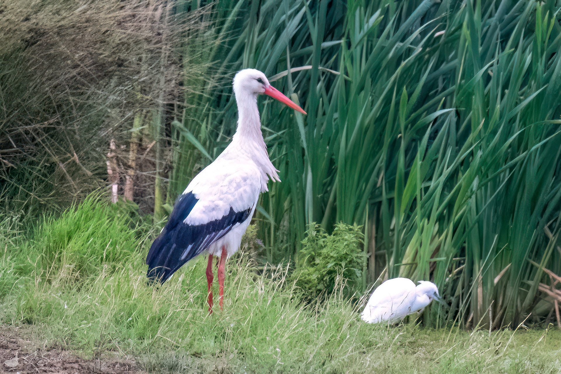 White stork