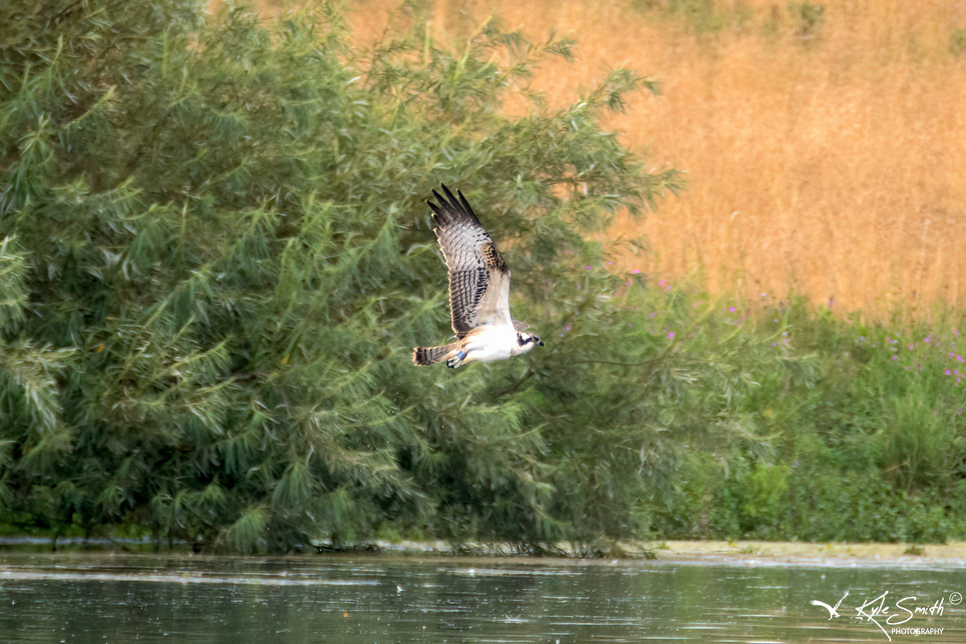 Osprey