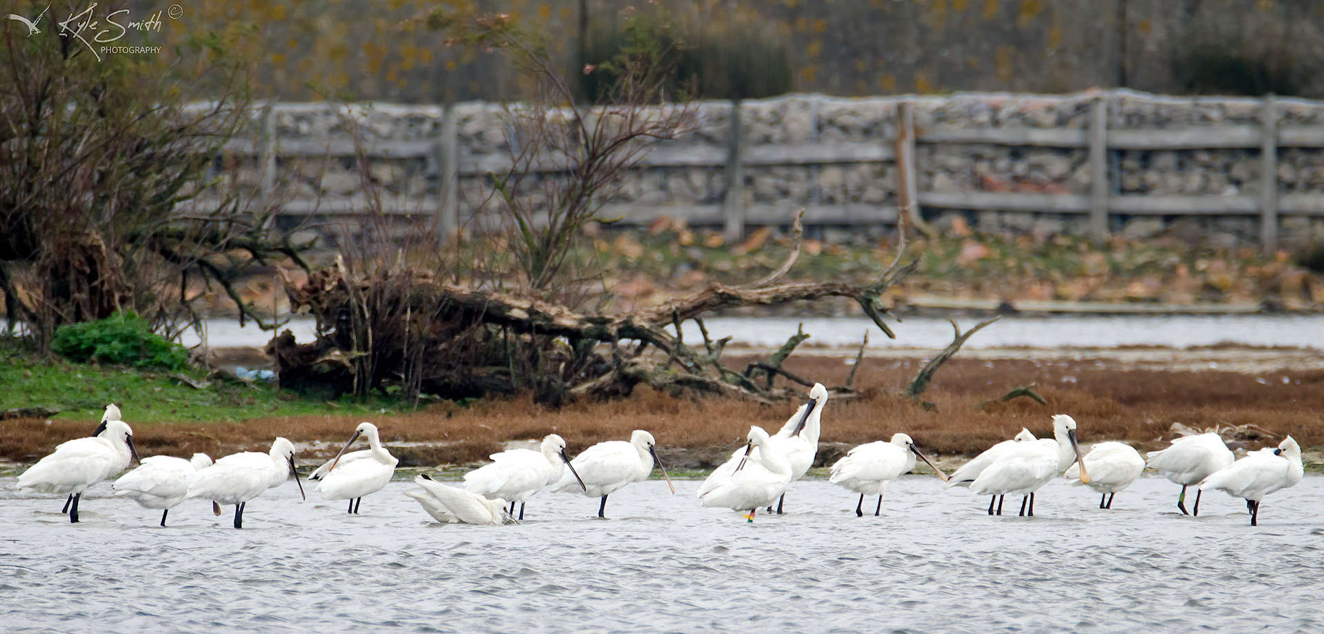 Spoonbill