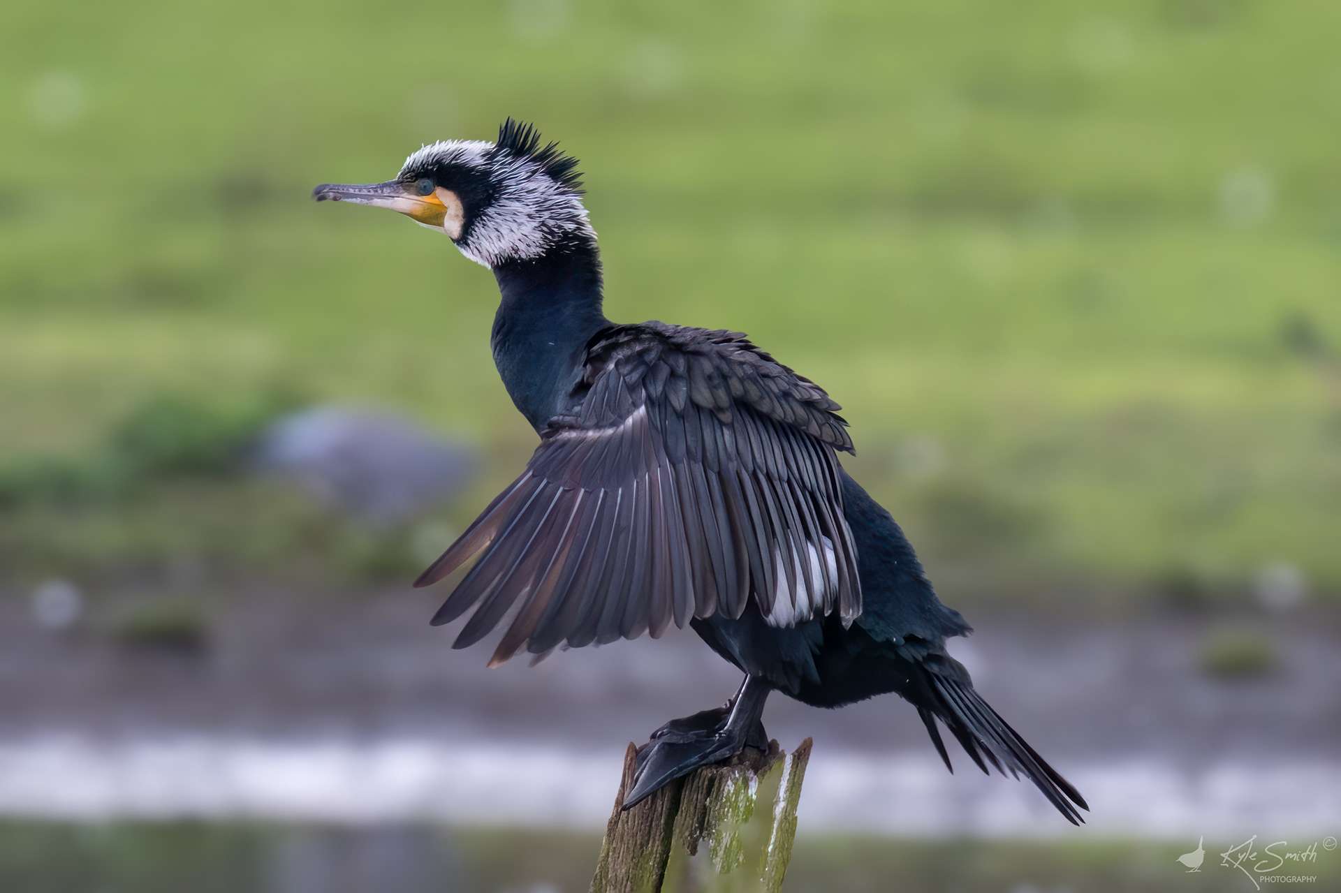 Cormorant