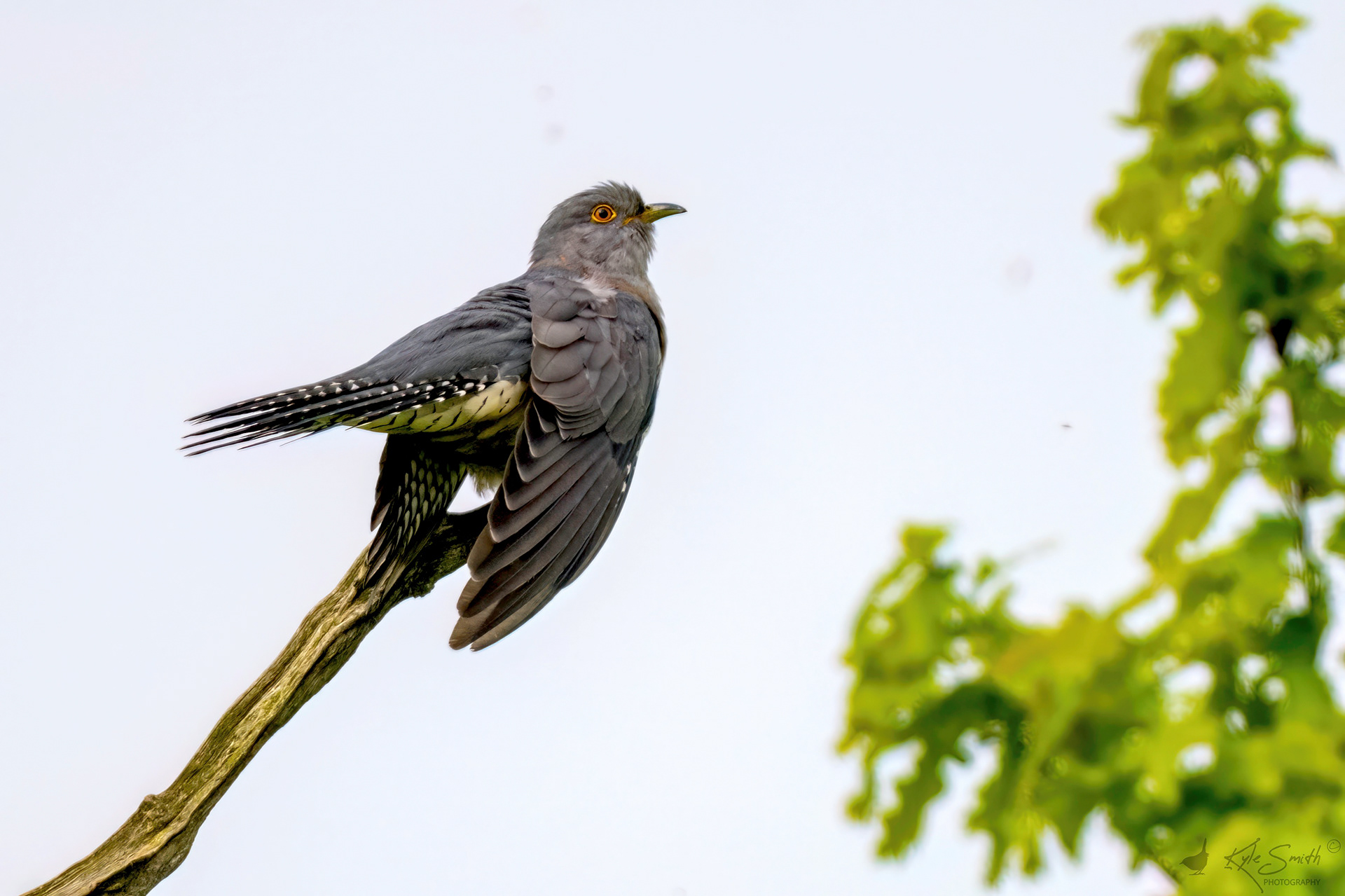 Cuckoo