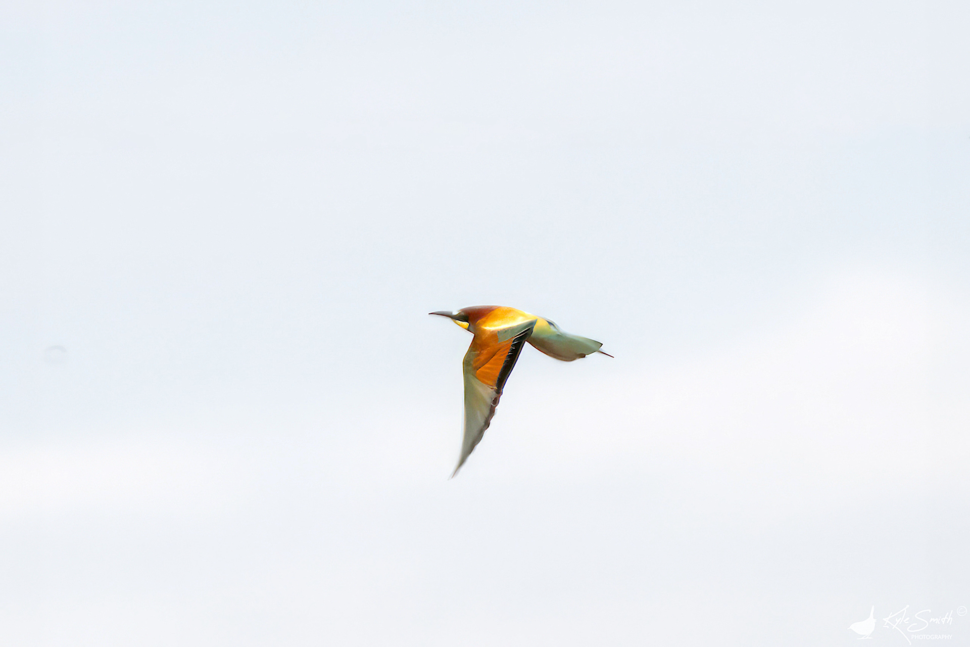 Bee-eater