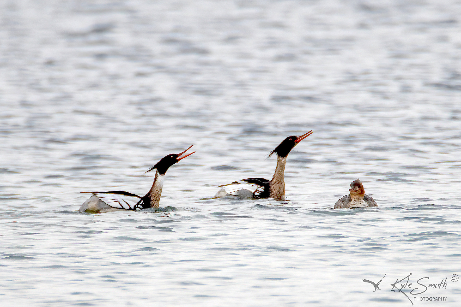 Red-breasted merganser