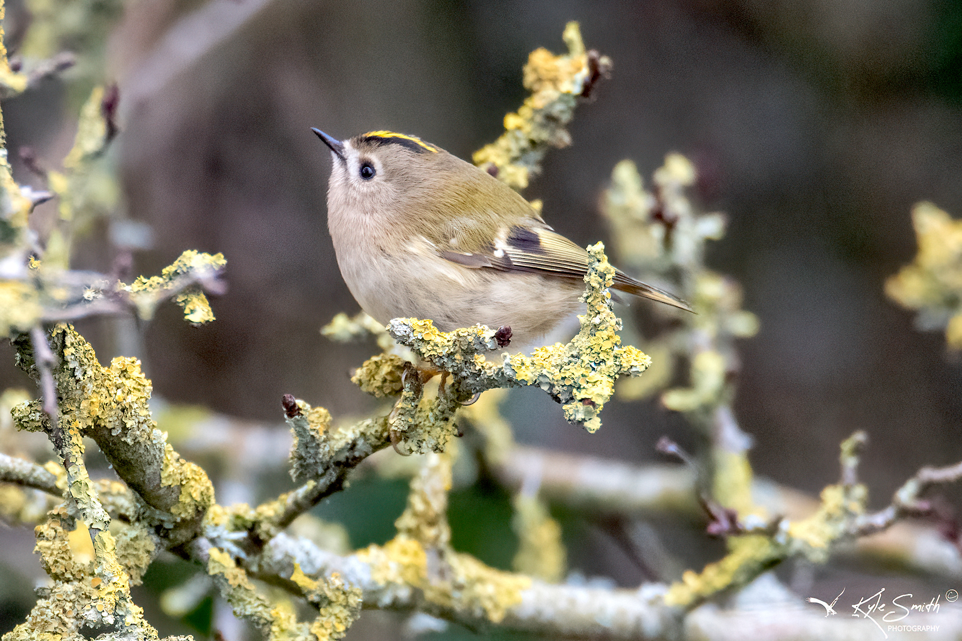 Goldcrest