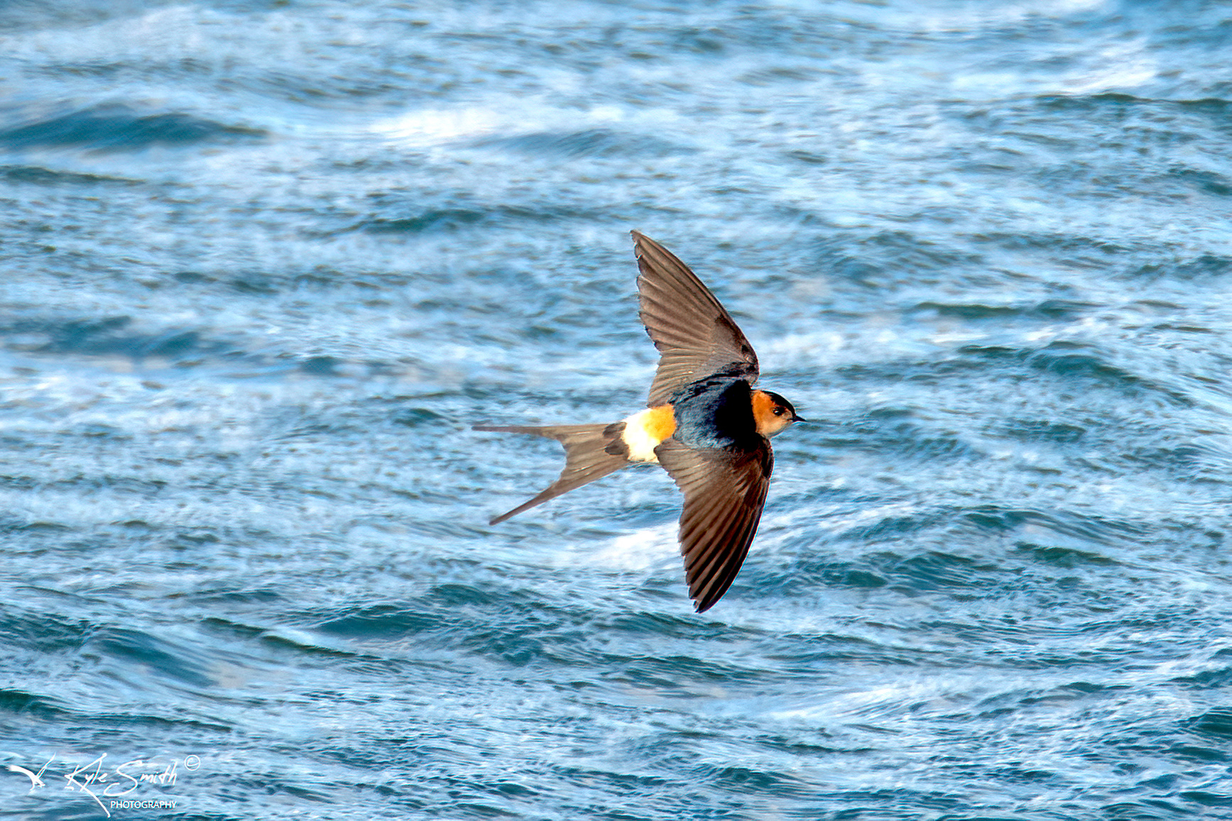 Red-rumped swallow