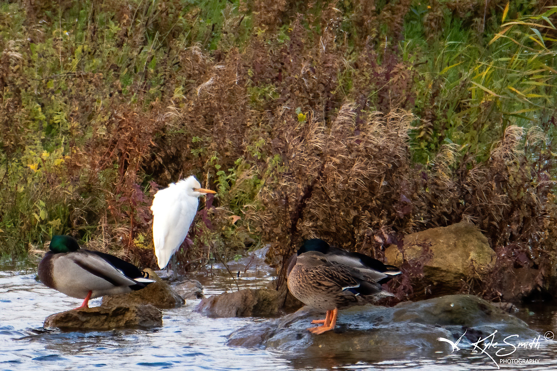 Cattle egret